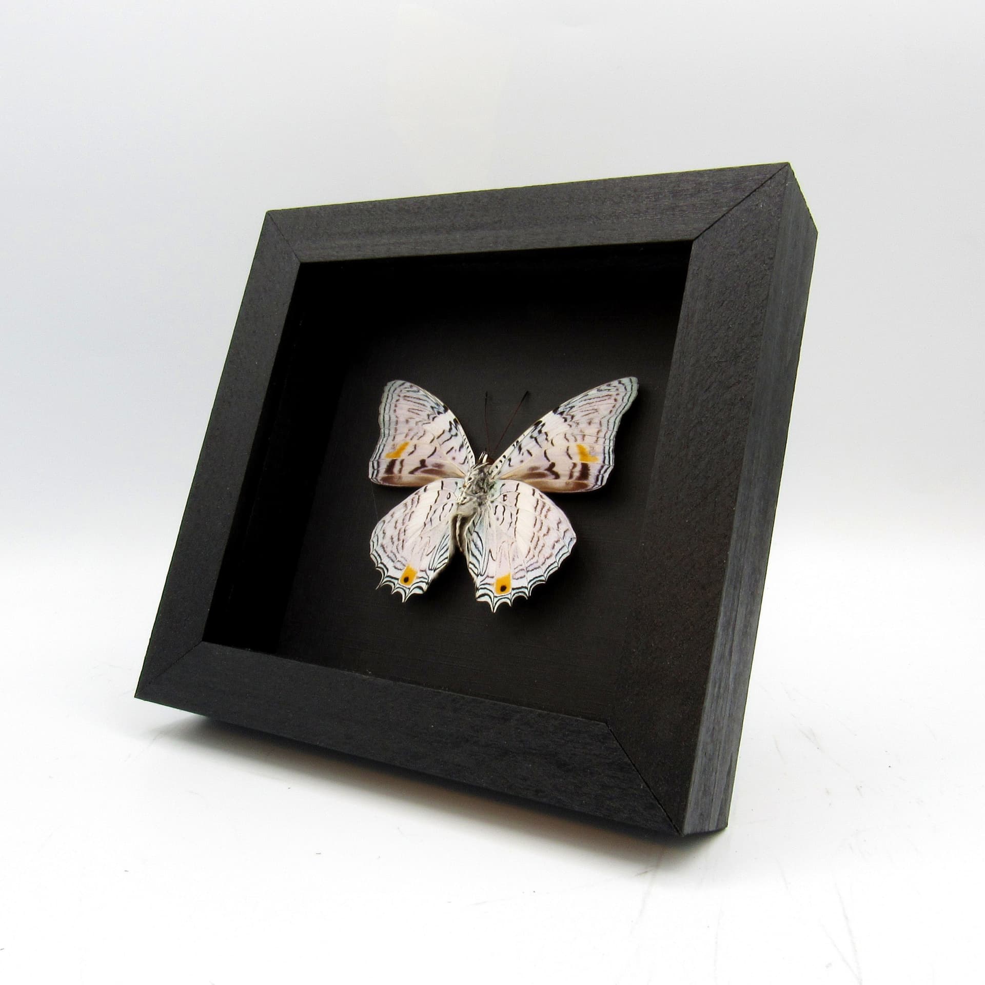 Real pale lavender butterfly framed taxidermy - Baeotus amazonicus