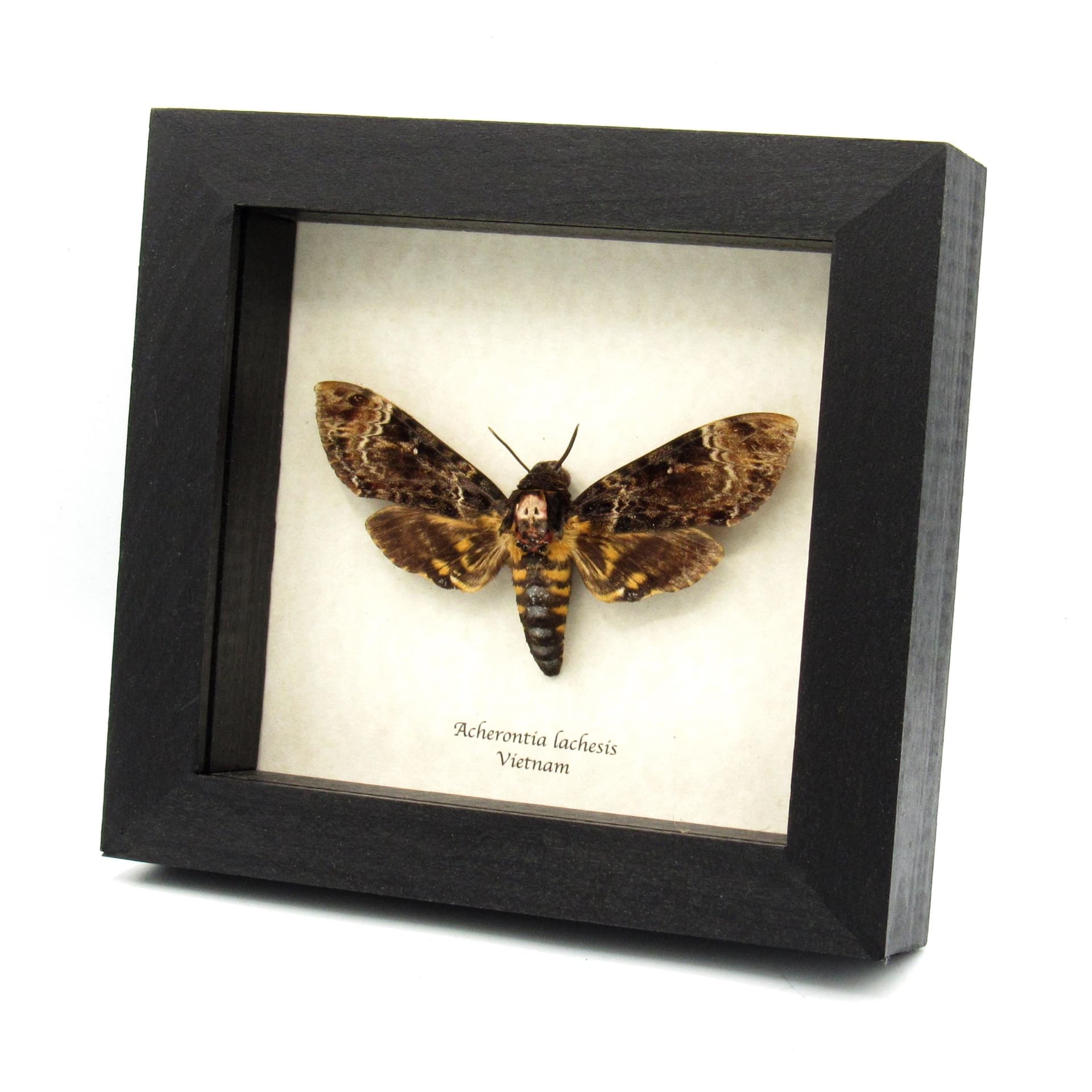 Real Deaths Head moth framed taxidermy - Acherontia lachesis