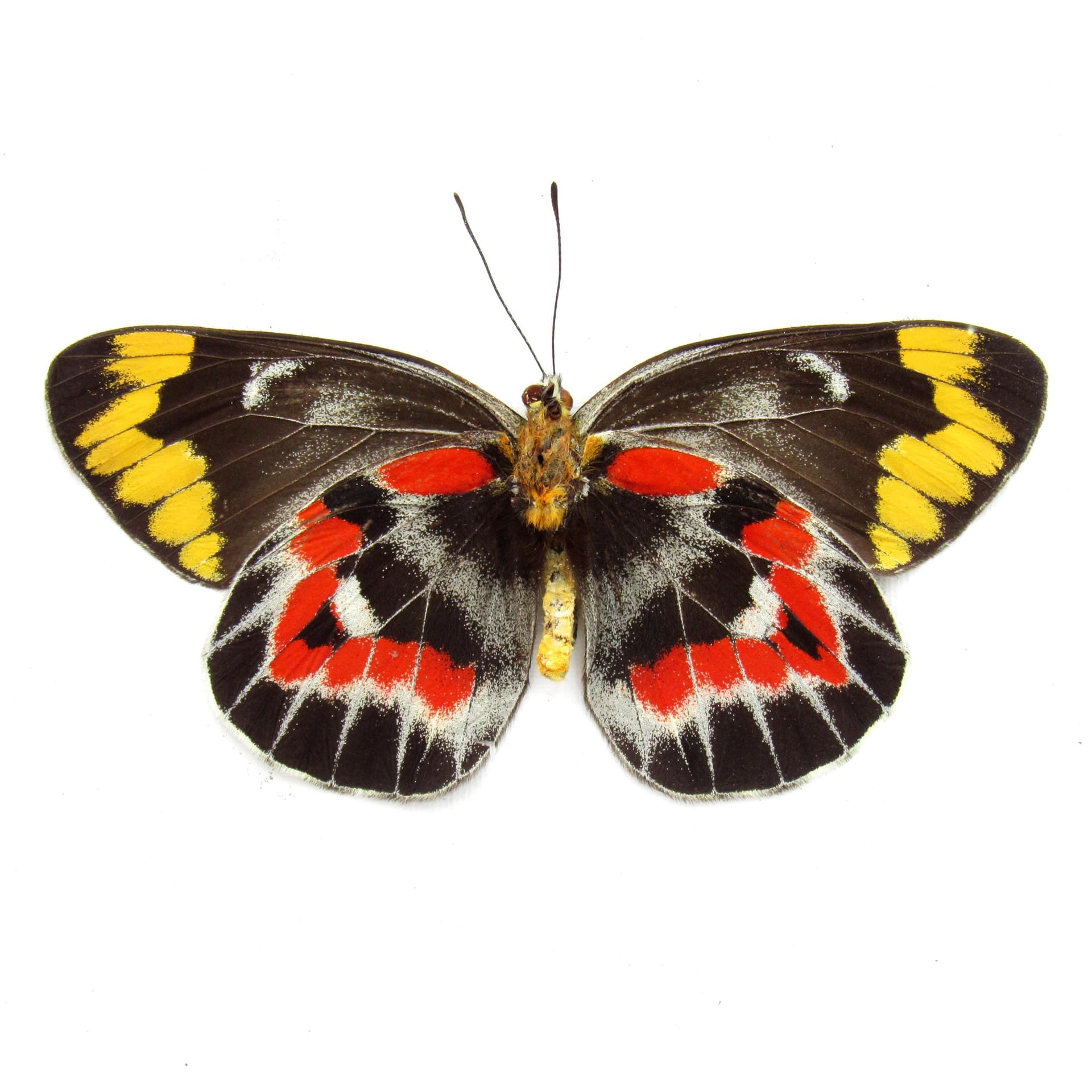 Rare Australian Imperial White butterfly framed specimen - Delias harpalyce - female - Victorian mount