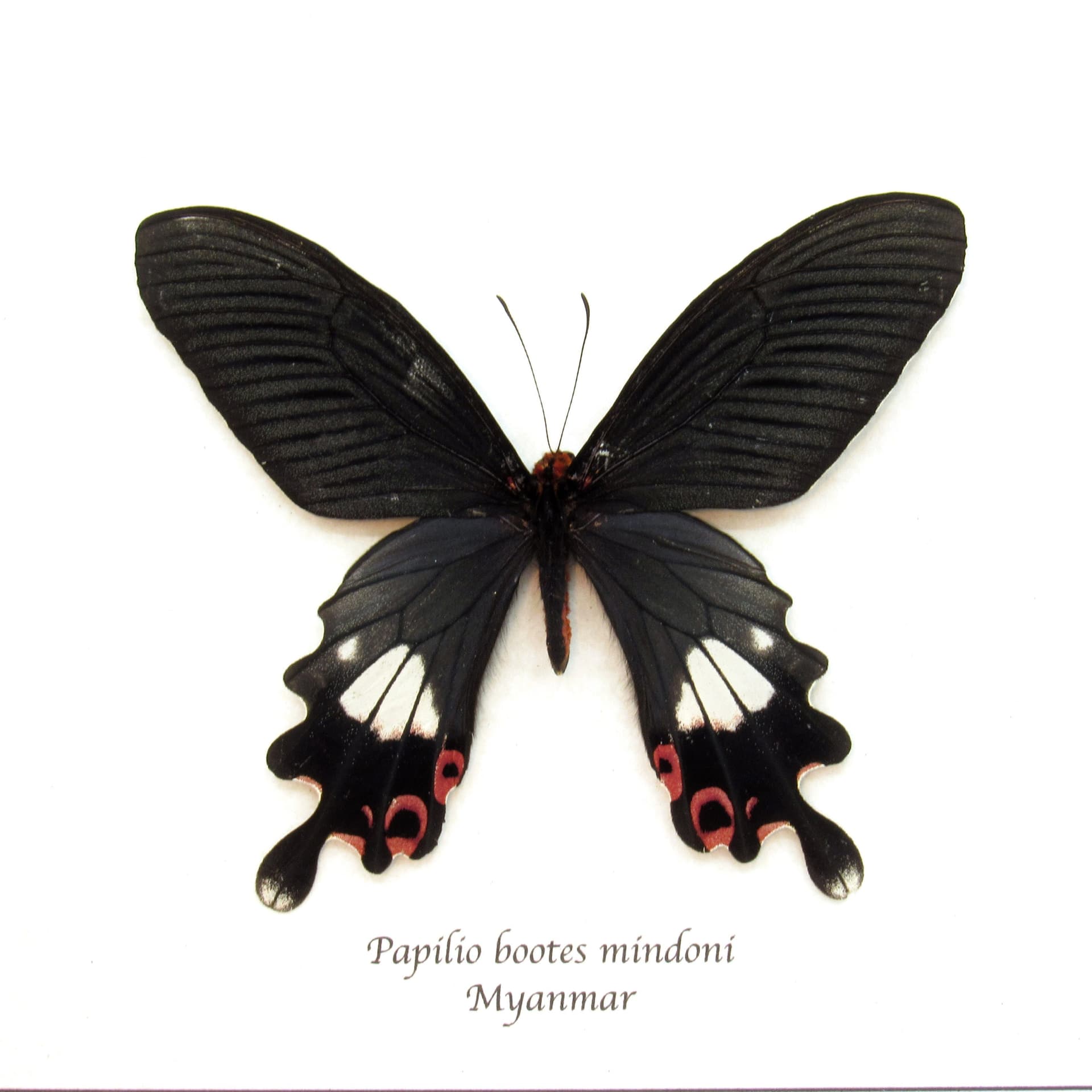 Rare Tailed Redbreast butterfly framed taxidermy - Papilio bootes mindoni