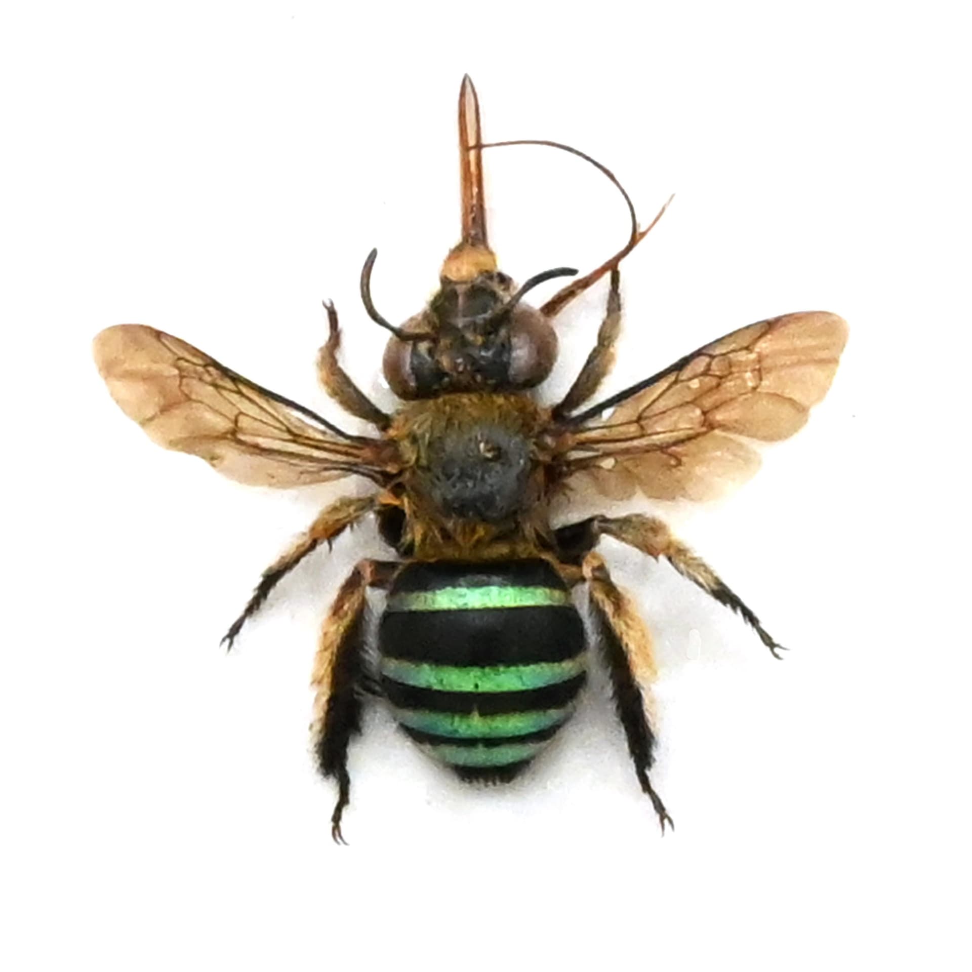 Real tiny Blue-banded bee framed taxidermy - Amegilla cingulata
