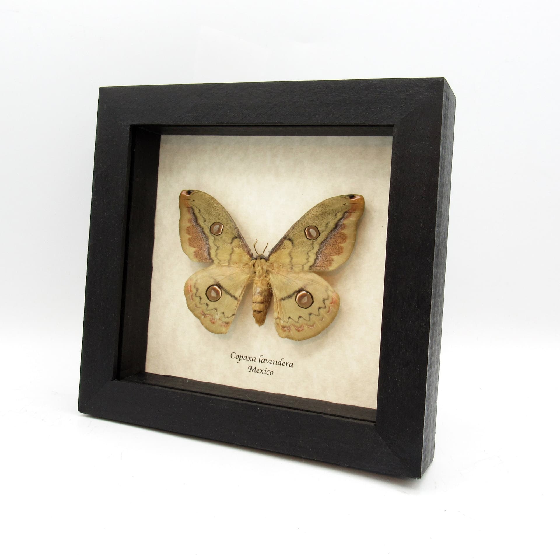 Rare Mexican Silk moth framed taxidermy - Copaxa lavendera - female
