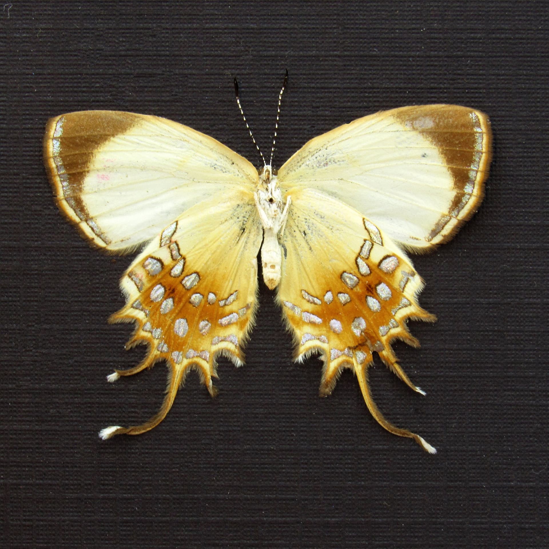 Real metallic gold butterfly framed taxidermy - Helicopis cupido - female - Victorian mount