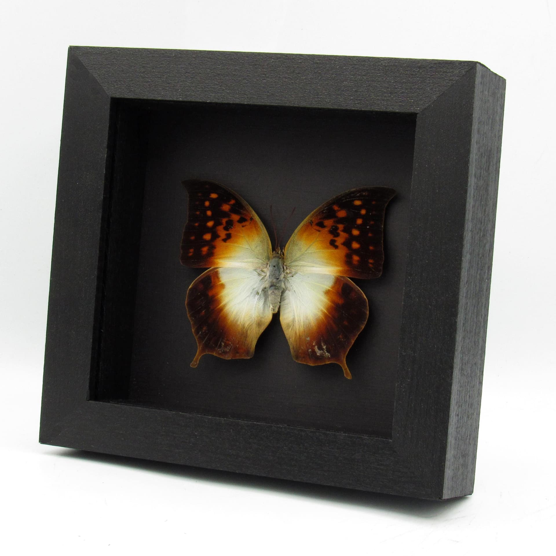 Rare Pointed Pearl butterfly framed taxidermy - Charaxes acuminatus - large female