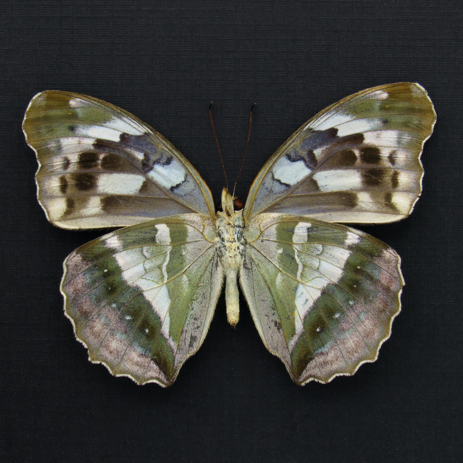 Real green butterfly framed taxidermy - Argynnis sagana - female