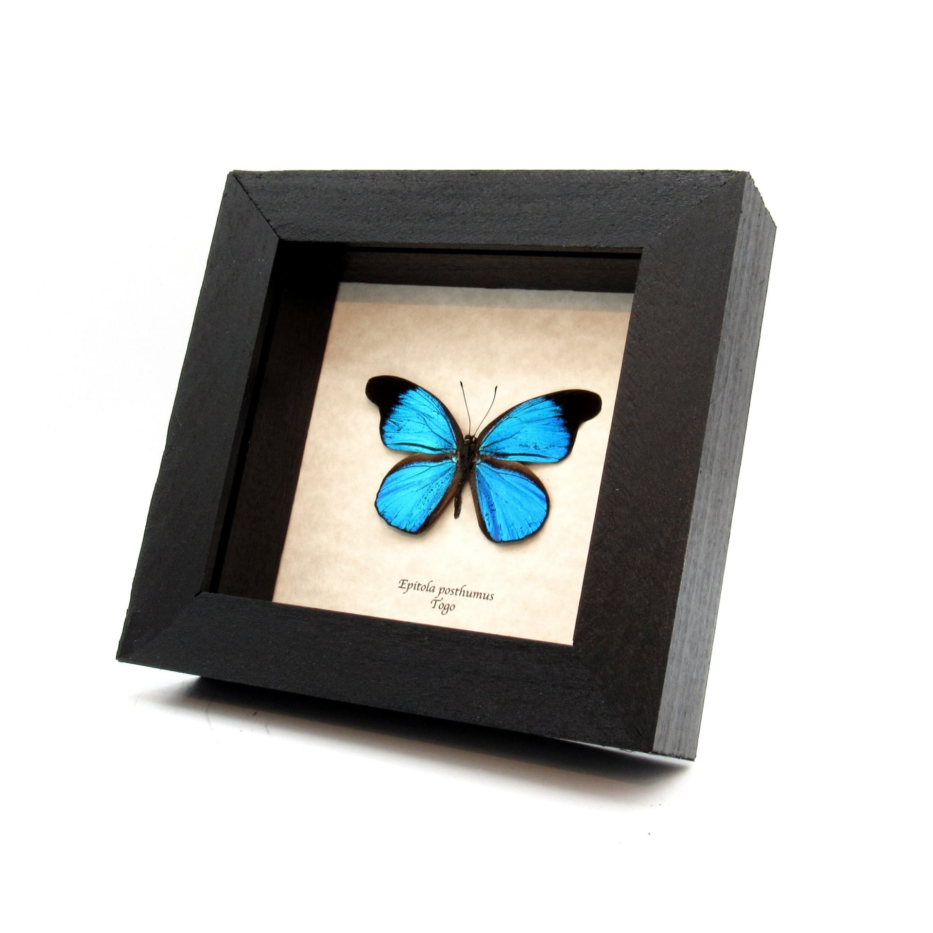 Rare metallic blue butterfly framed taxidermy - Epitola posthumus