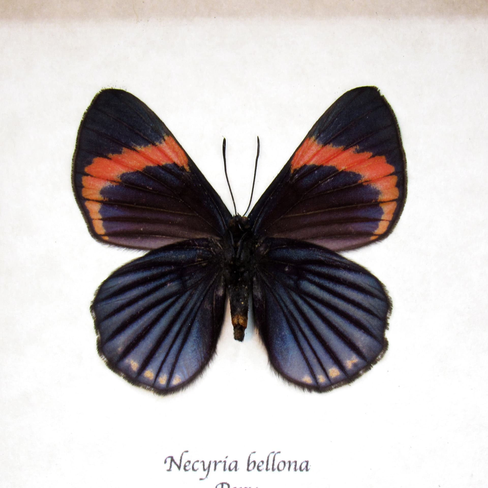 Rare Metalmark butterfly framed taxidermy - Necyria bellona - female