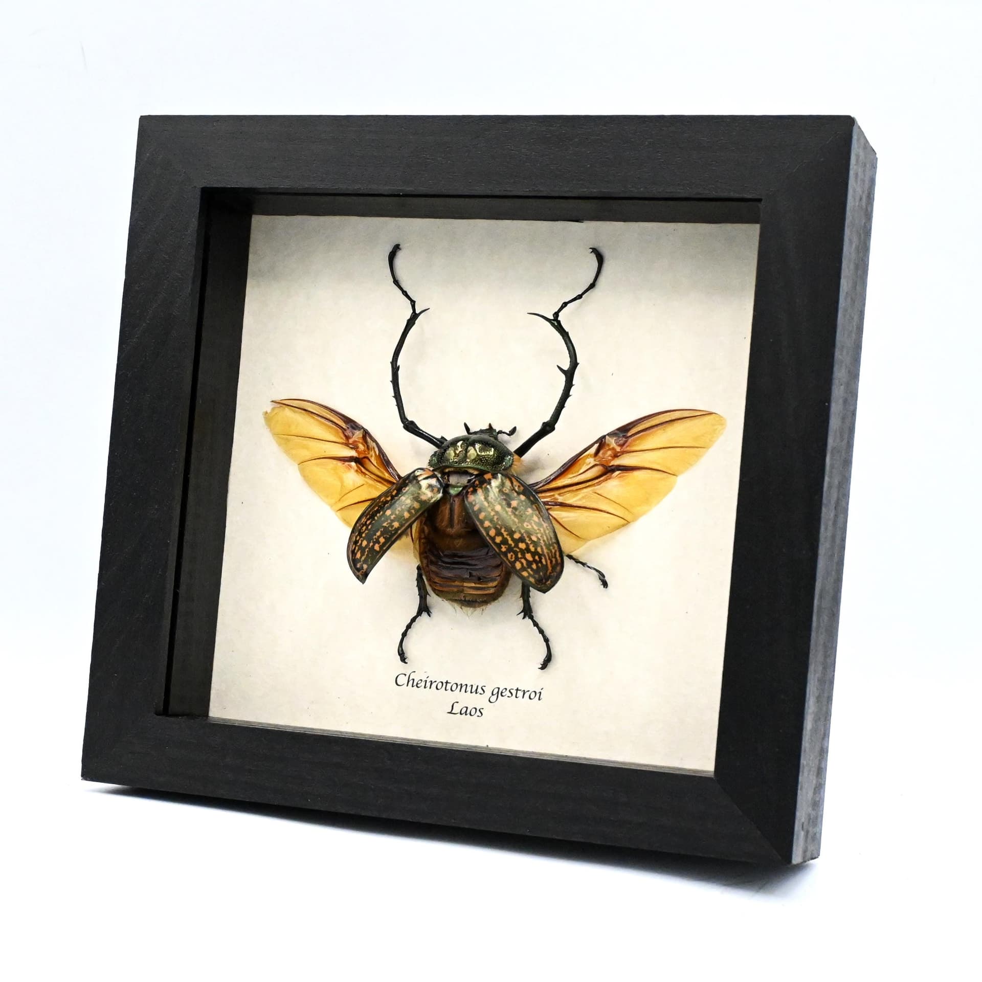 Real Long-armed Scarab beetle framed - Cheirotonus gestroi