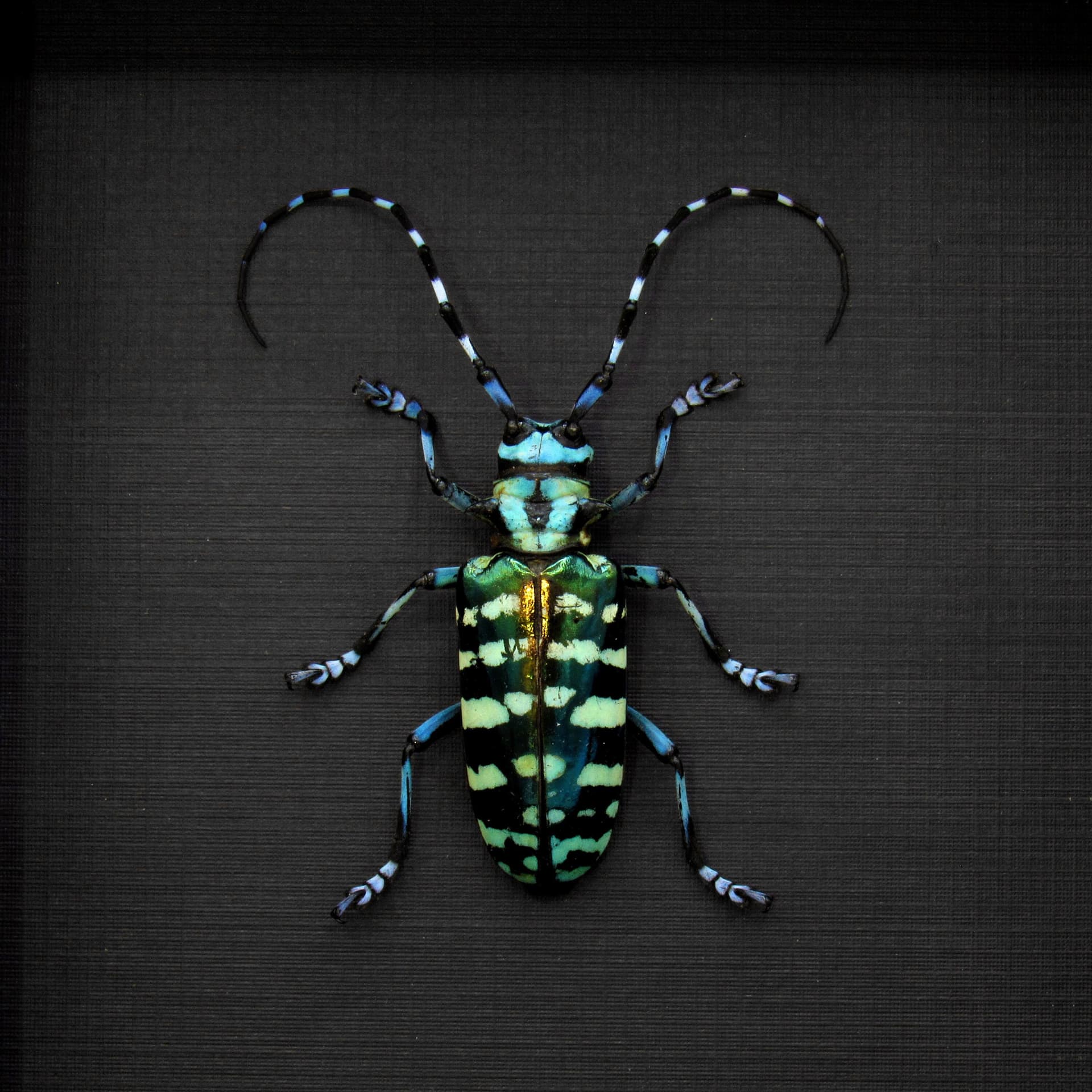 Large XL real blue Longhorn beetle framed taxidermy - Anoplophora graafi - female