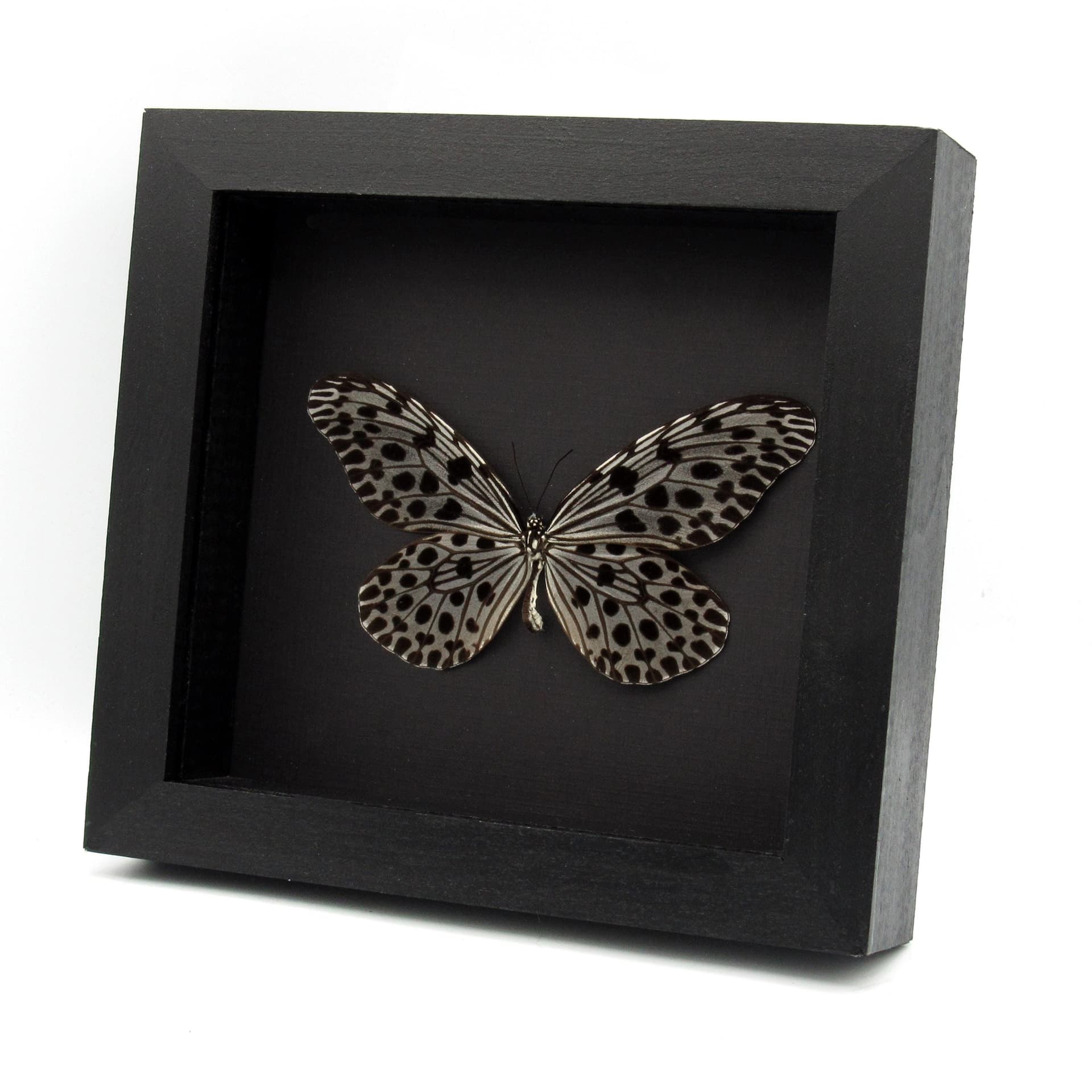 Real Tree Nymph butterfly framed taxidermy - Idea stolli