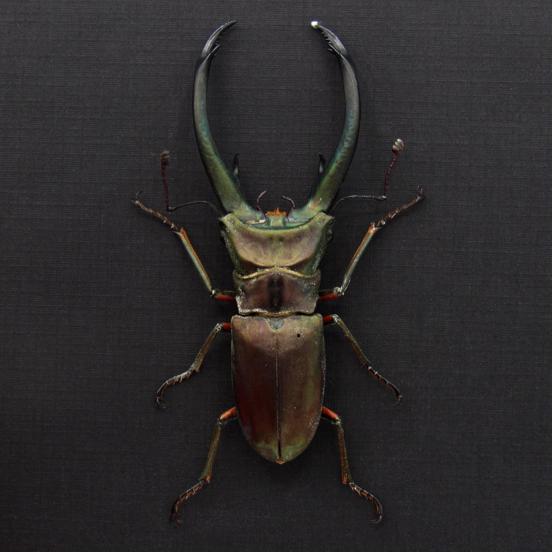Real giant Stag beetle framed taxidermy - Cyclommatus elaphus