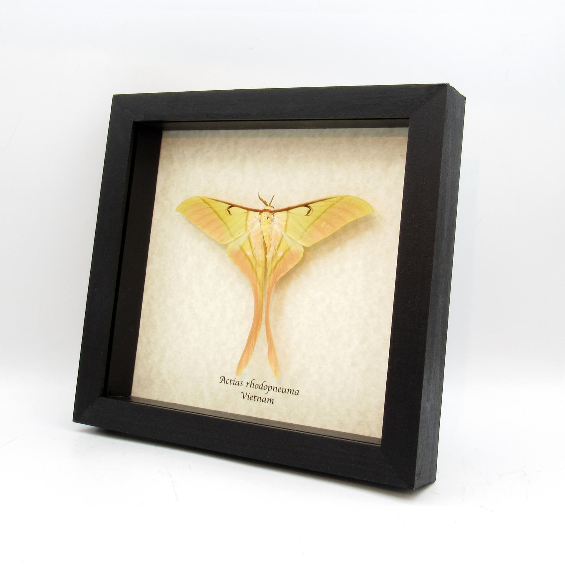 Rare large Pink Spirit moth framed taxidermy - Actias rhodopneuma - Victorian mount