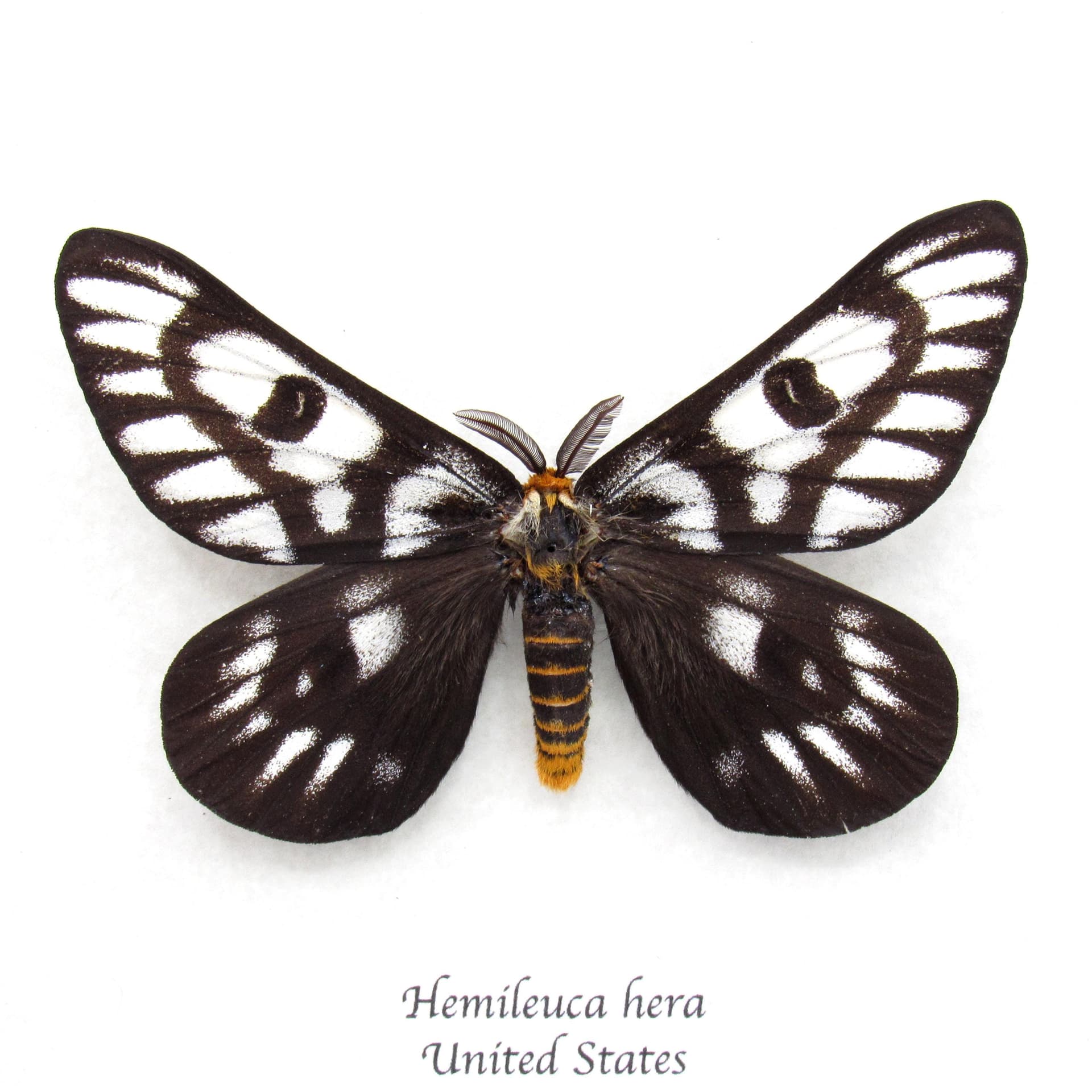 Rare Sagebrush Sheep moth framed taxidermy - Hemileuca hera - dark form - XL
