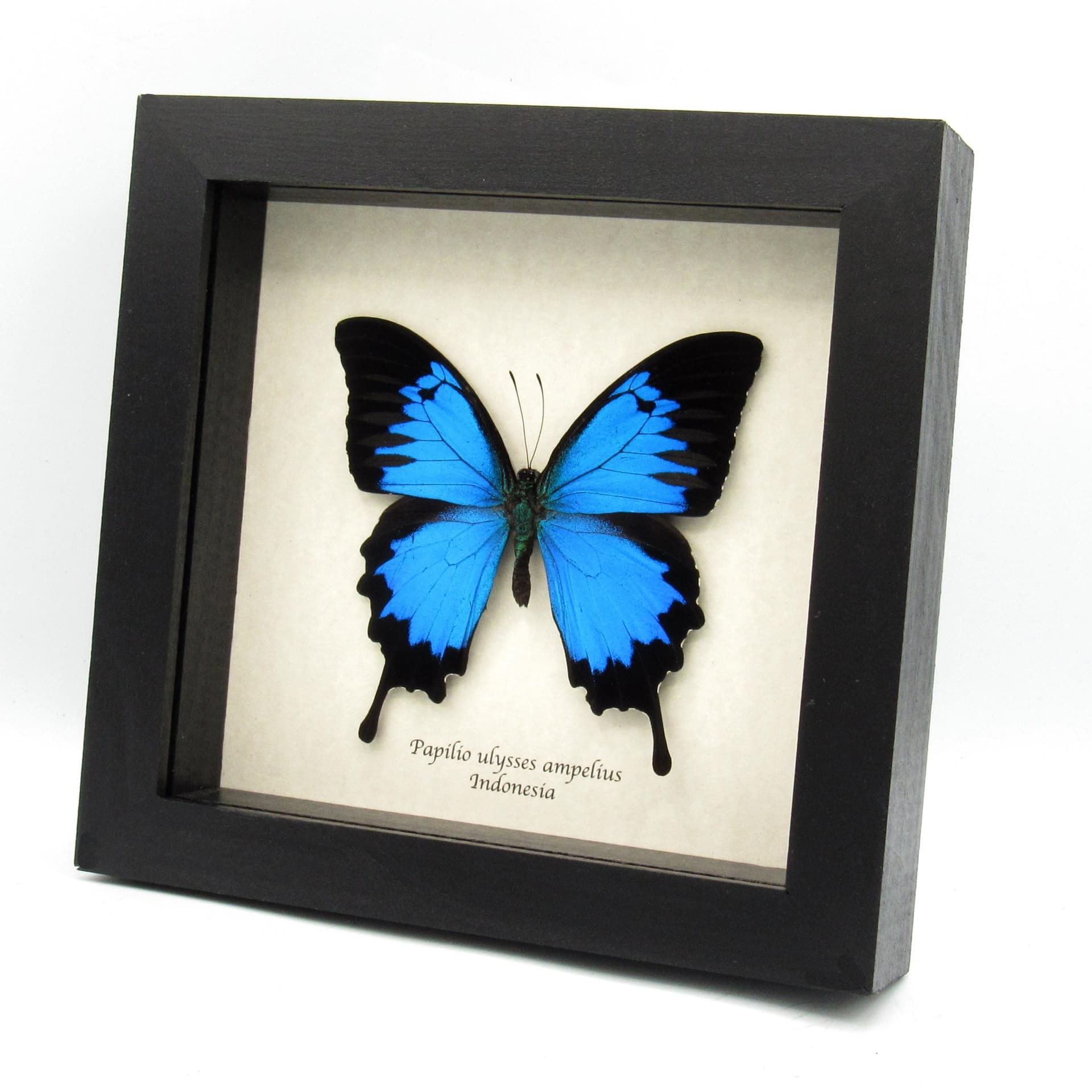 Real metallic blue butterfly framed taxidermy - Papilio ulysses ampelius - XL