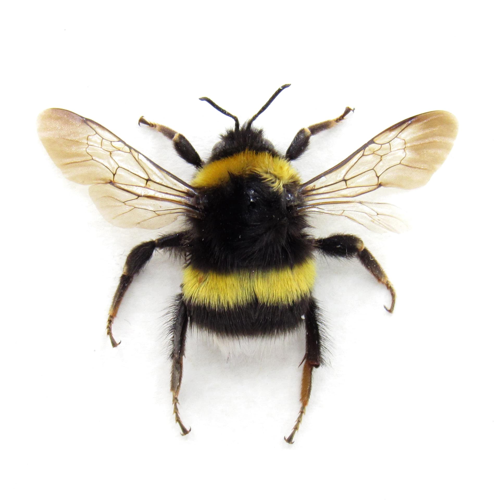 Real White Tailed Bumblebee framed taxidermy - Bombus lucorum