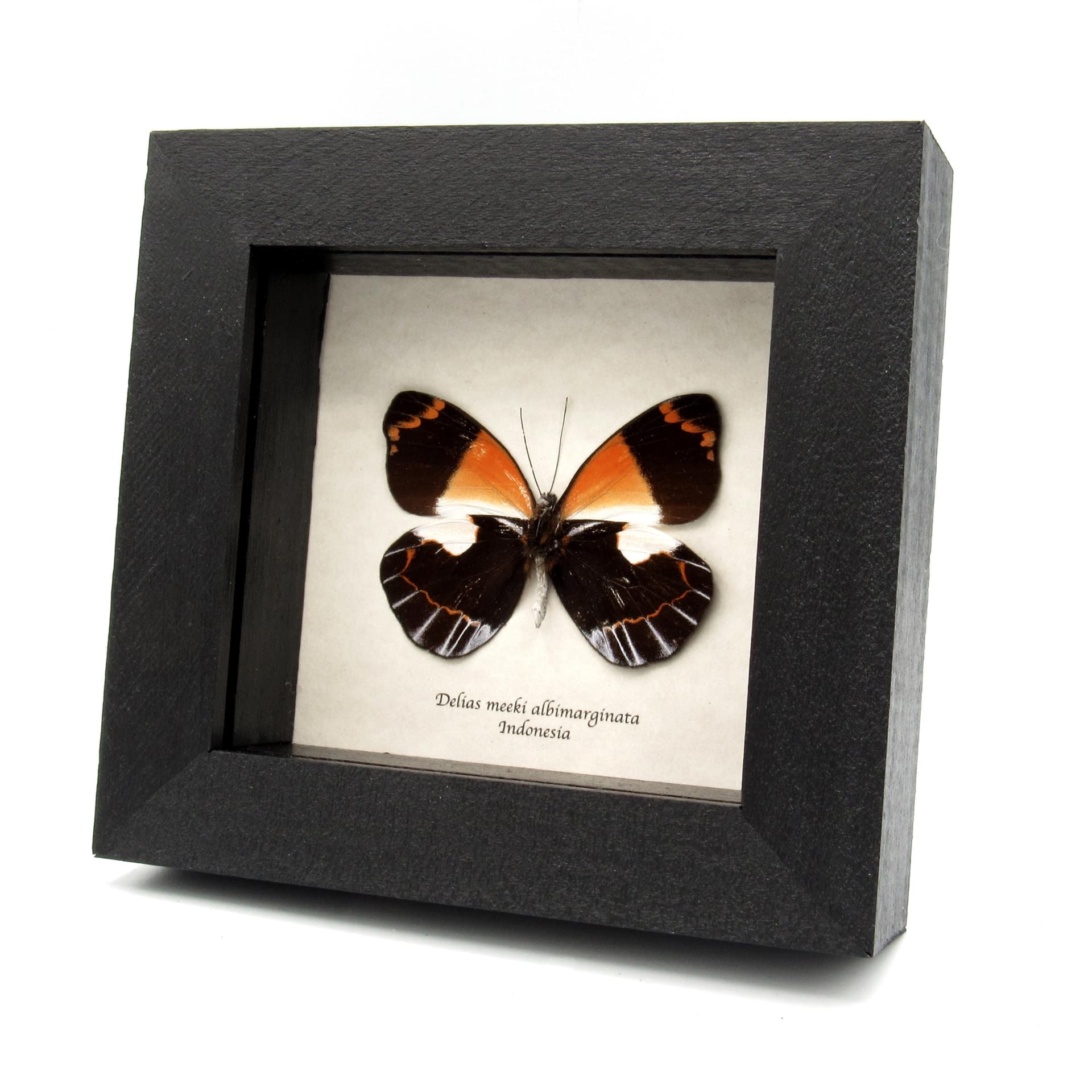 Real orange Delias butterfly framed taxidermy - Delias meeki albimarginata