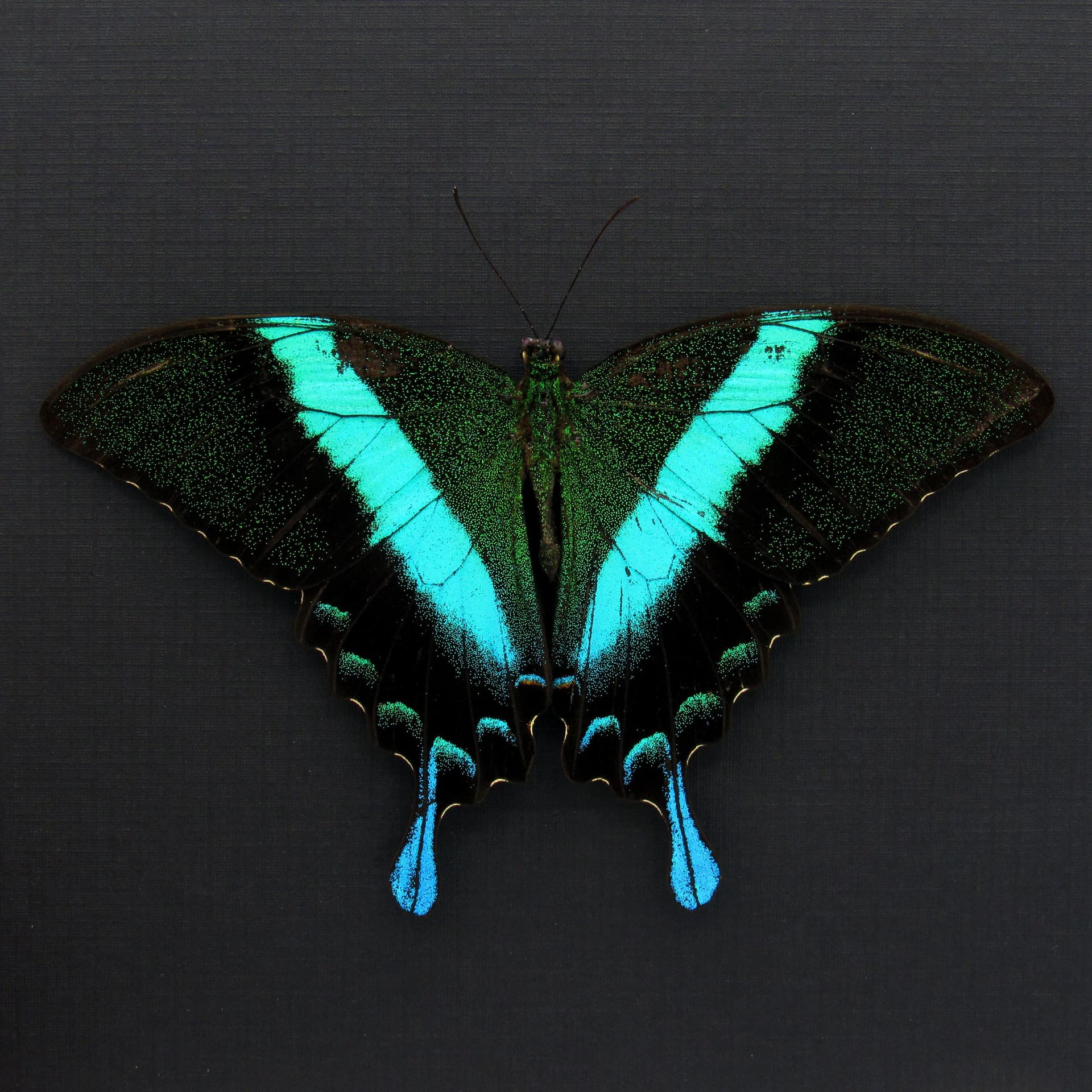 Real Peacock Swallowtail butterfly framed taxidermy - Papilio blumei - Victorian mount