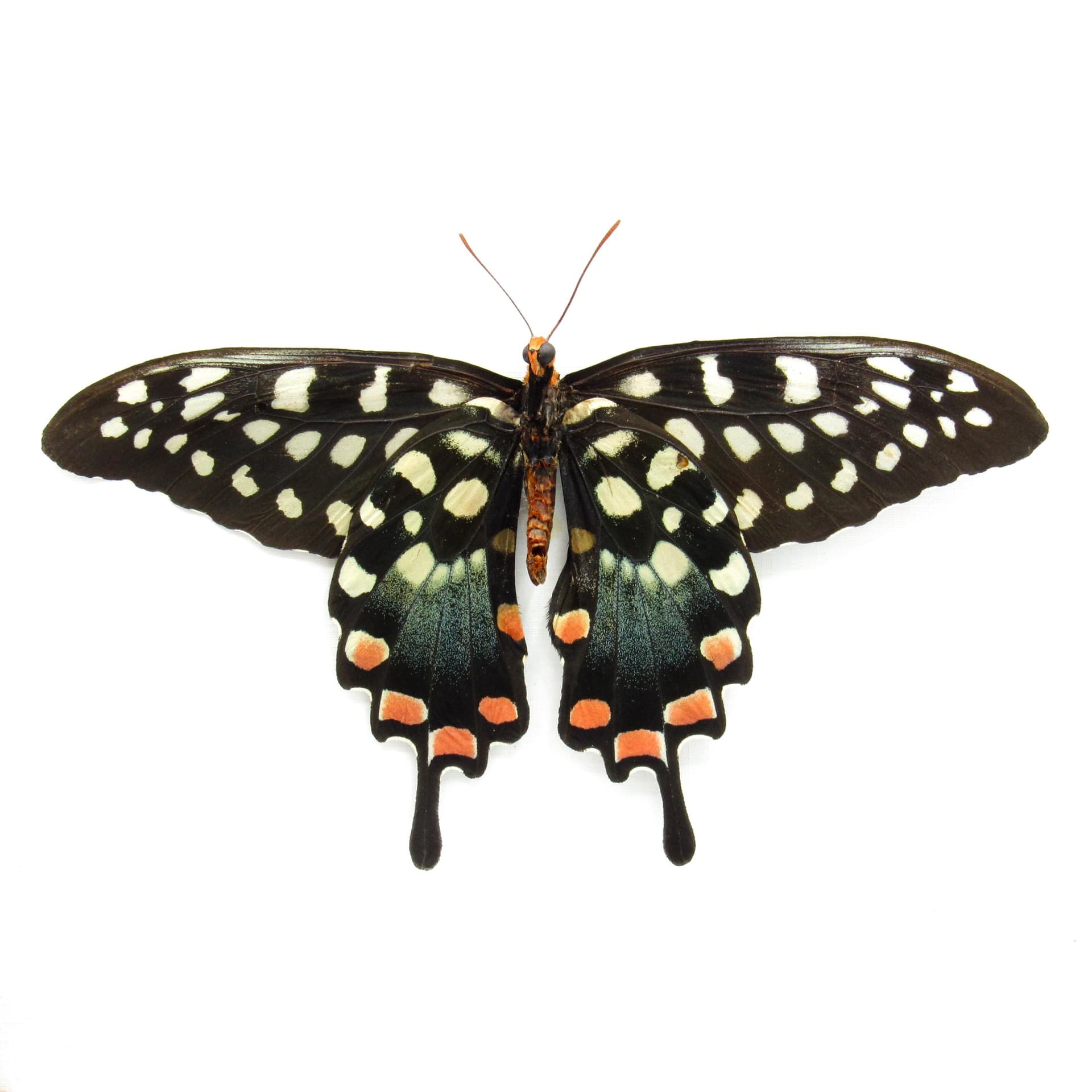 Real Giant Swallowtail butterfly - Papilio antenor - XL female - Victorian mount