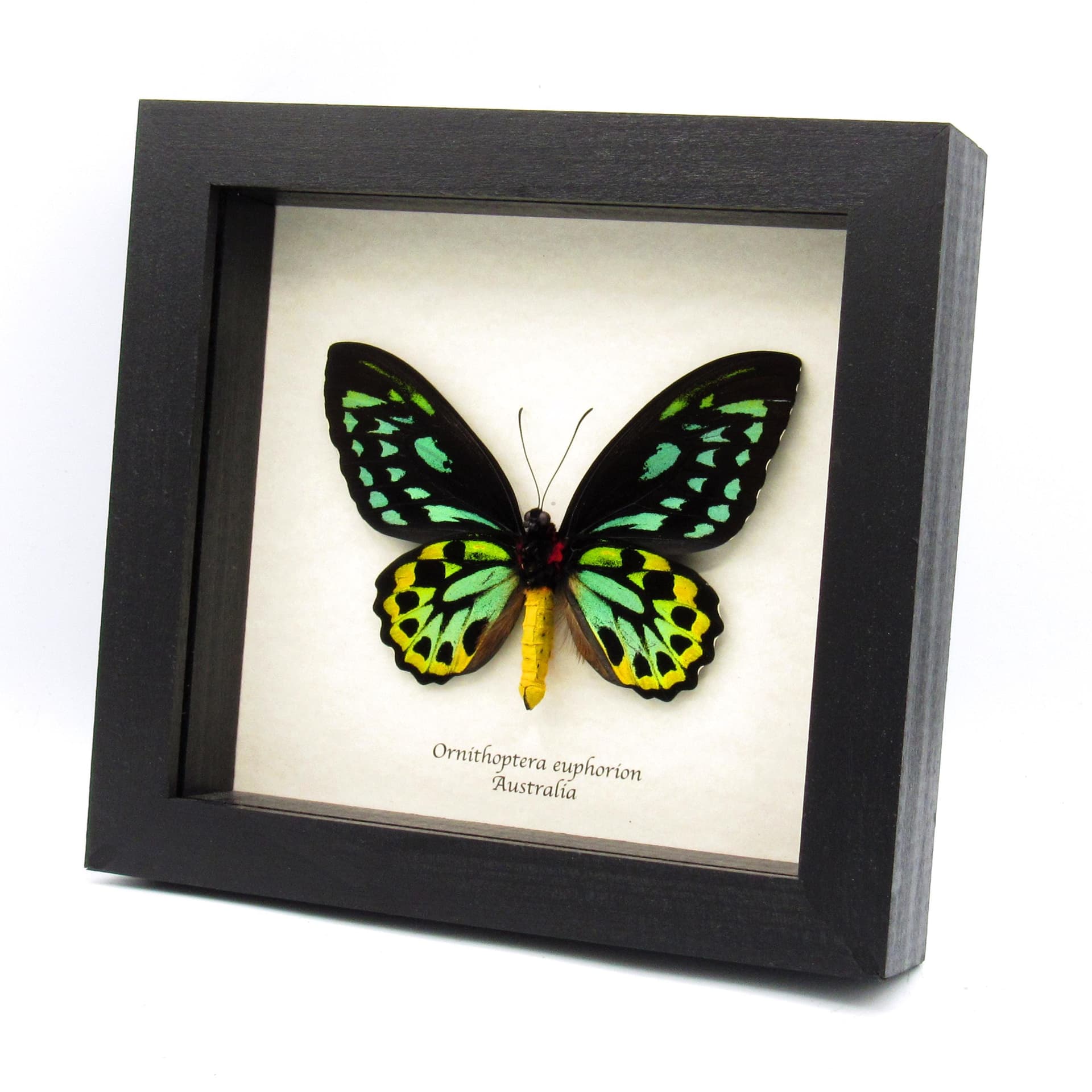 Rare Australian Cairns Birdwing butterfly framed taxidermy - Ornithoptera euphorion