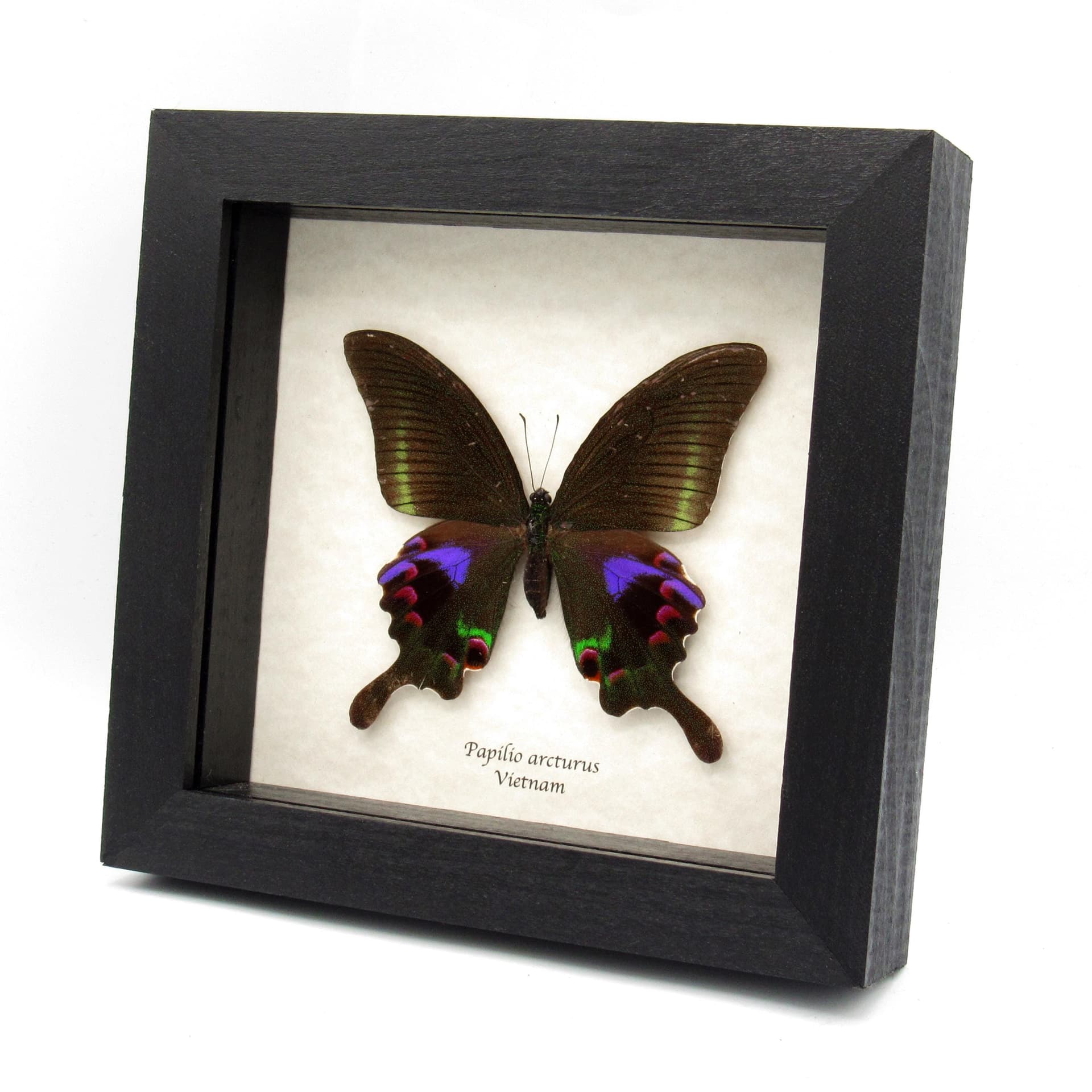 Rare female purple Peacock butterfly framed taxidermy - Papilio arcturus - 2