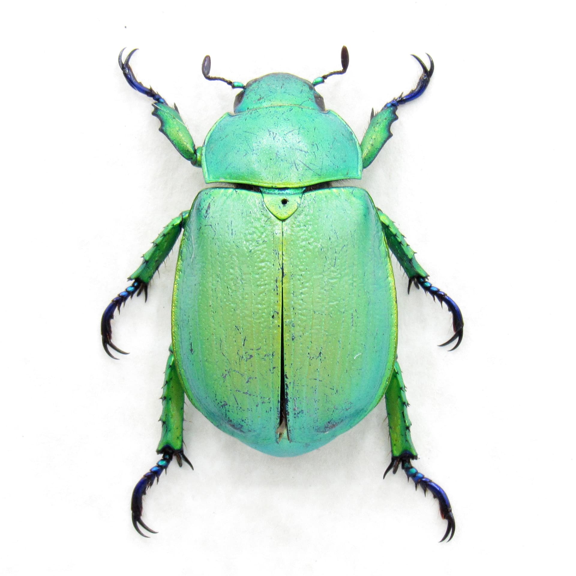 Large Jewel Scarab beetle framed taxidermy - Chrysina woodi