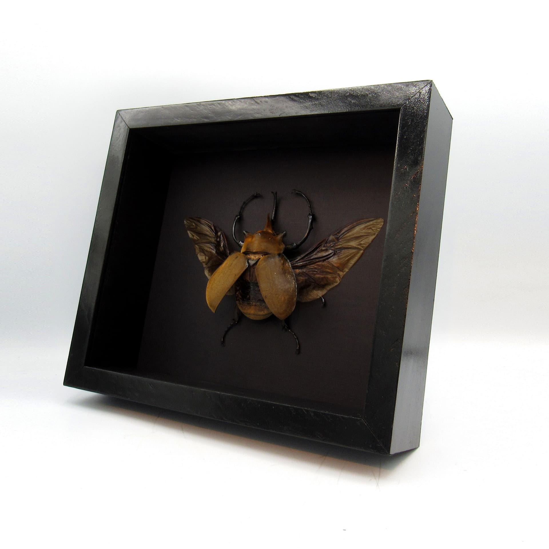 Real XL Elephant Rhinoceros beetle framed taxidermy - Megasoma elephas