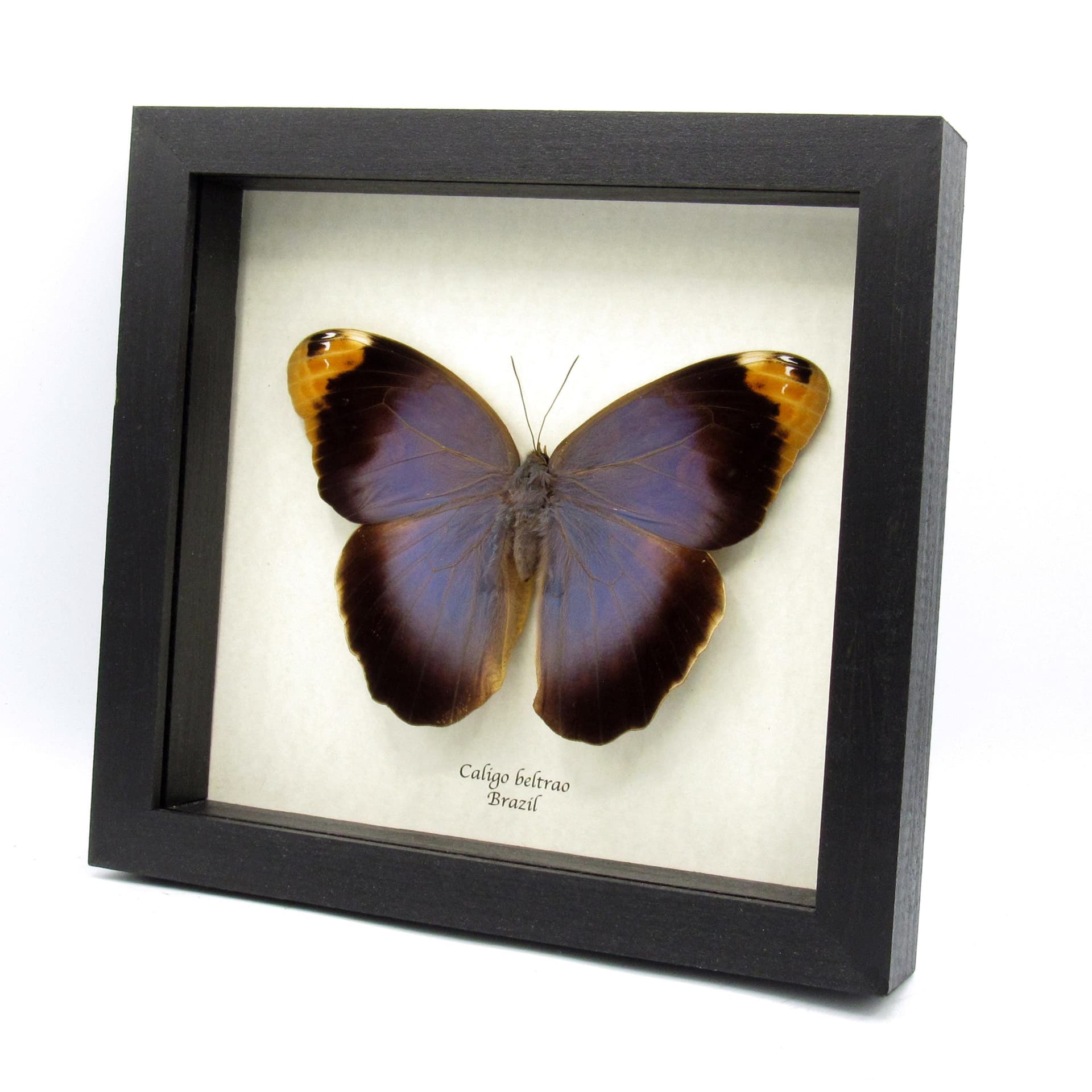 Real GIANT purple Owl Butterfly framed taxidermy - Caligo beltrao - female - 6.55 inch wingspan