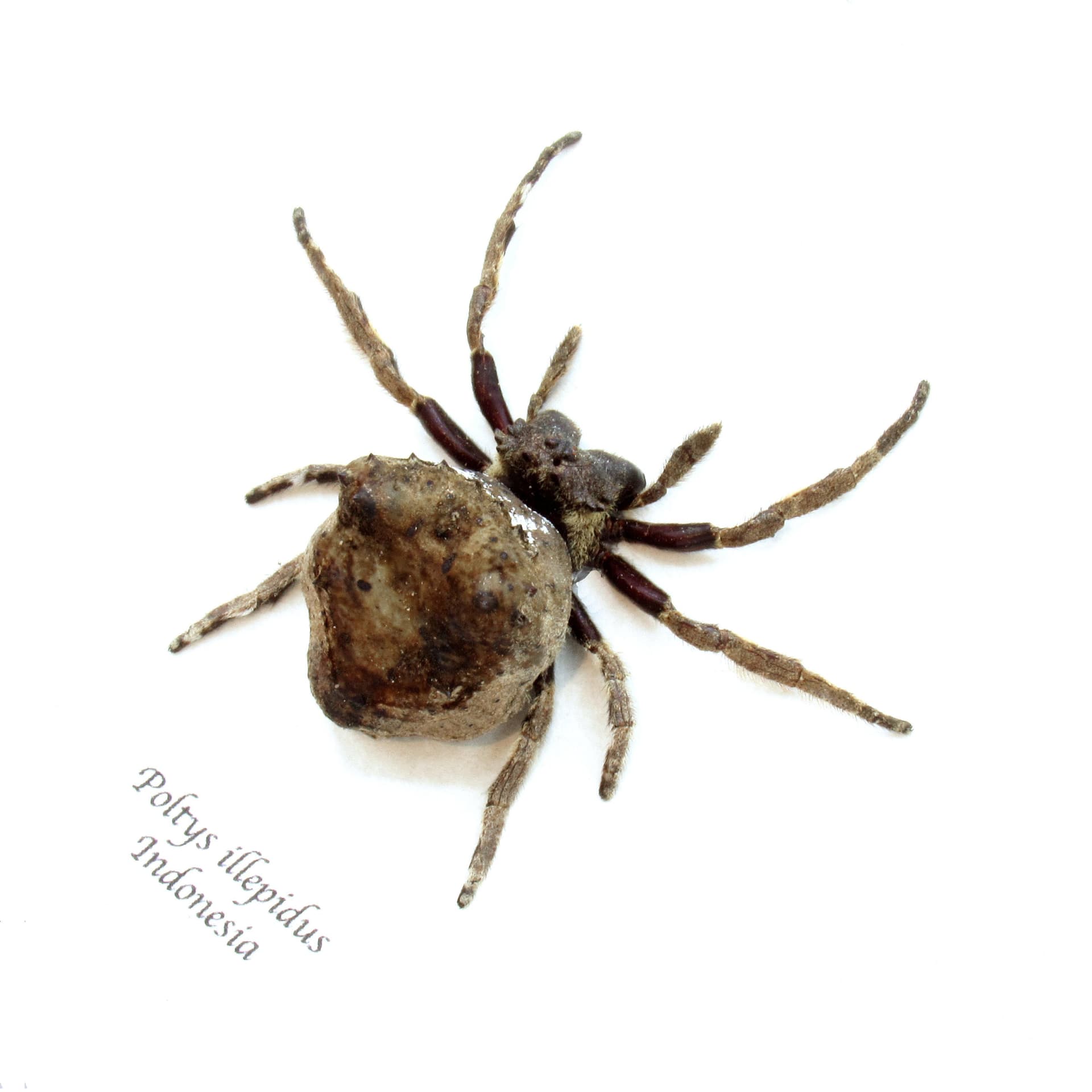 Real Orb Weaver spider framed taxidermy - Poltys illepidus