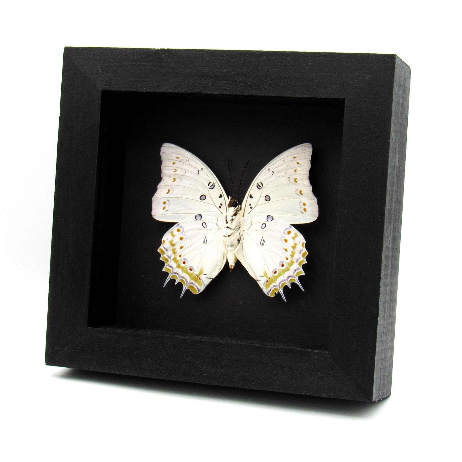 Real Jewel Nawab butterfly framed taxidermy - Polyura delphis concha