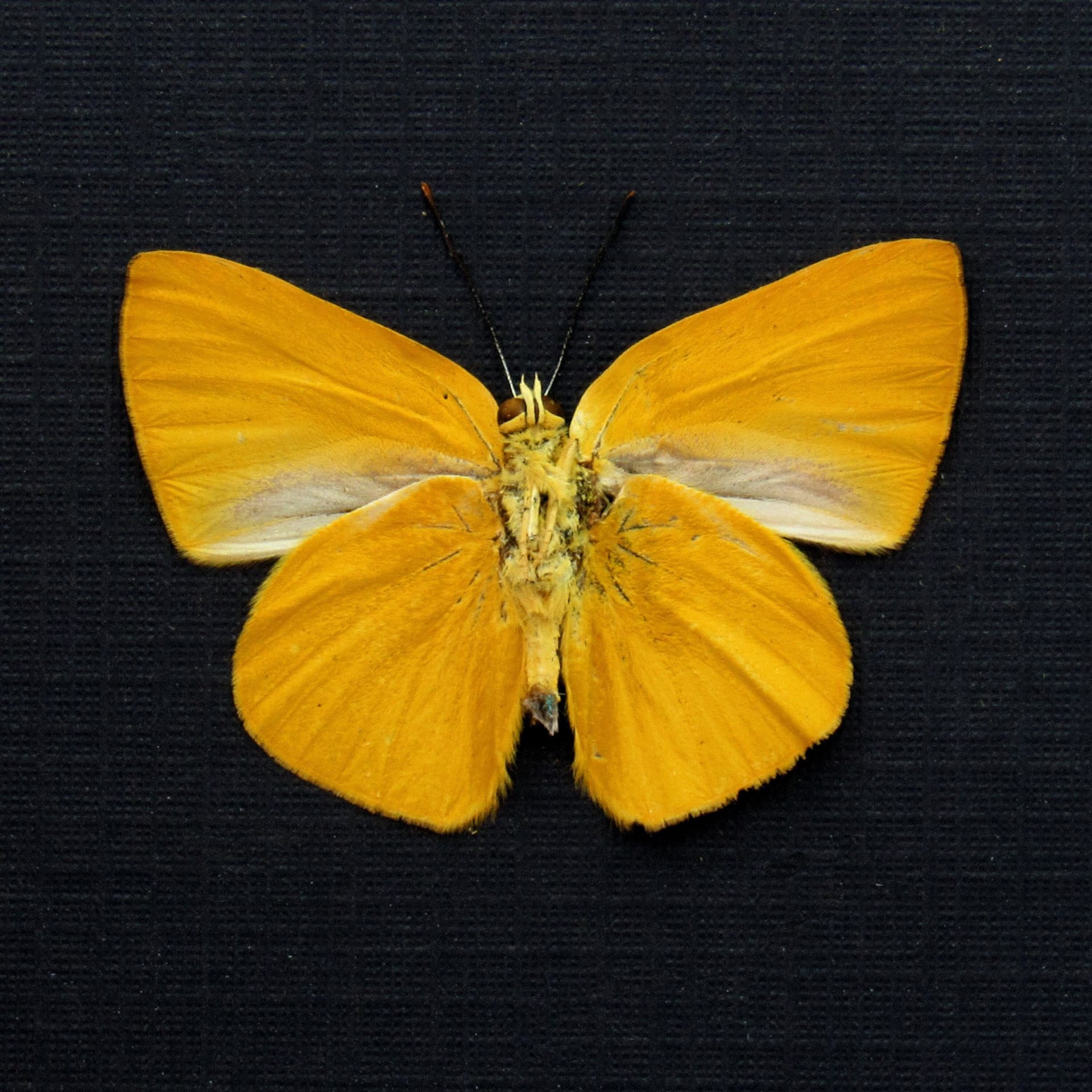 Real yellow Metalmark butterfly framed taxidermy - Theope excelsa - Victorian mount