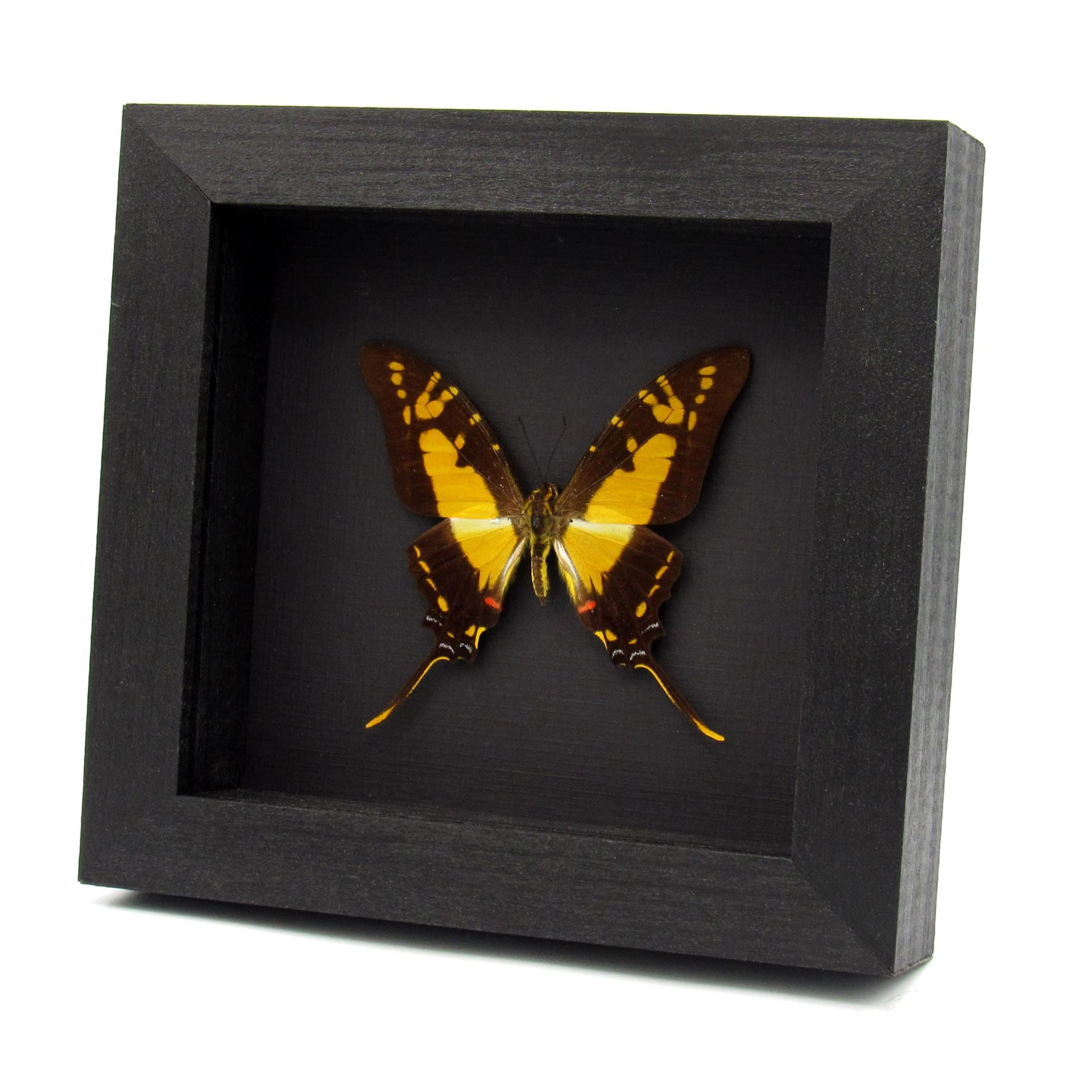 Real yellow Kite Swallowtail butterfly framed - Eurytides thyastes