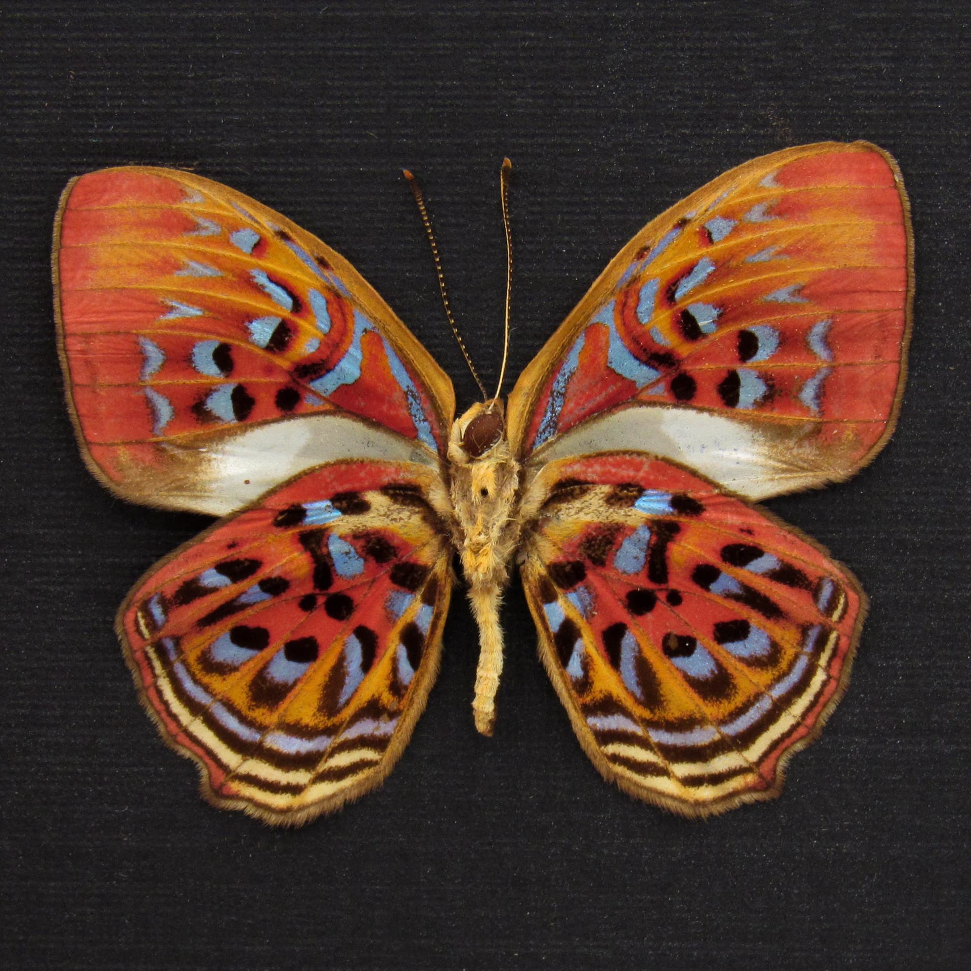 Rare Red Harlequin butterfly framed taxidermy - Paralaxita telesia