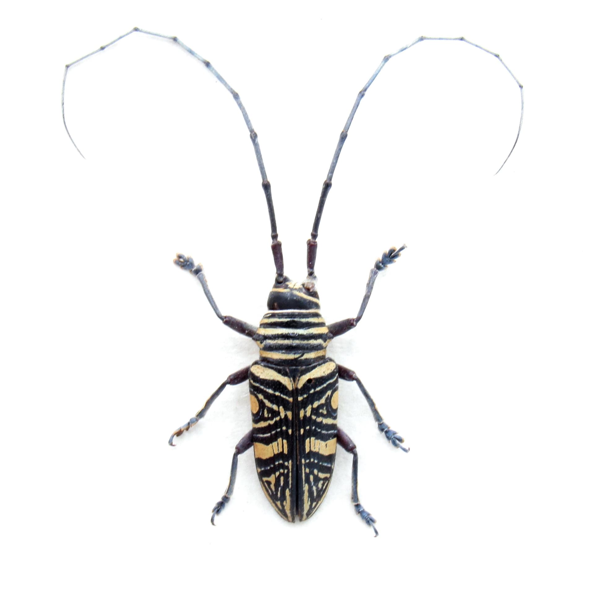 Real Hieroglyphic Longhorn beetle framed taxidermy - Zographus hieroglyphicus