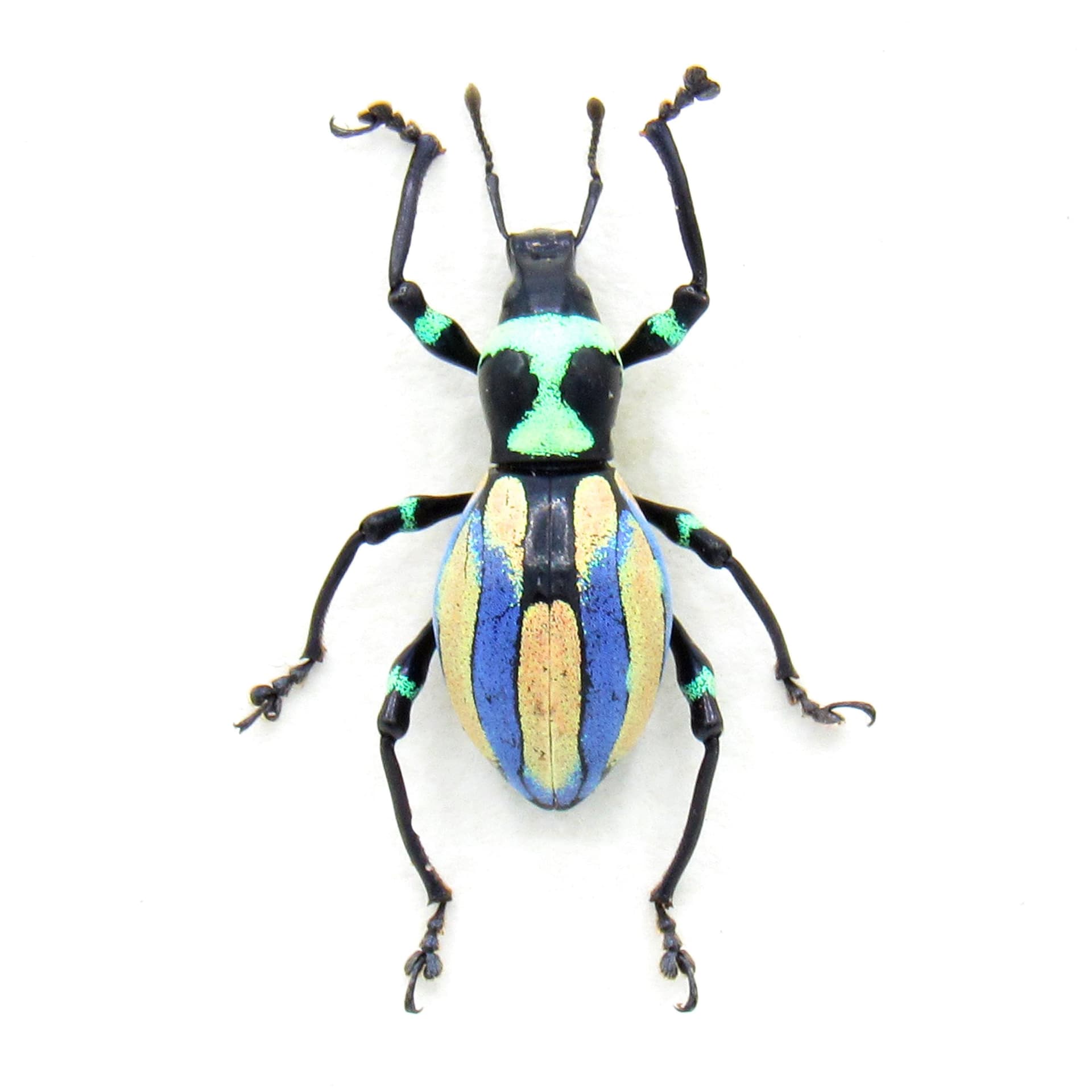 Very rare real purple weevil beetle framed specimen - Pachyrhynchus species