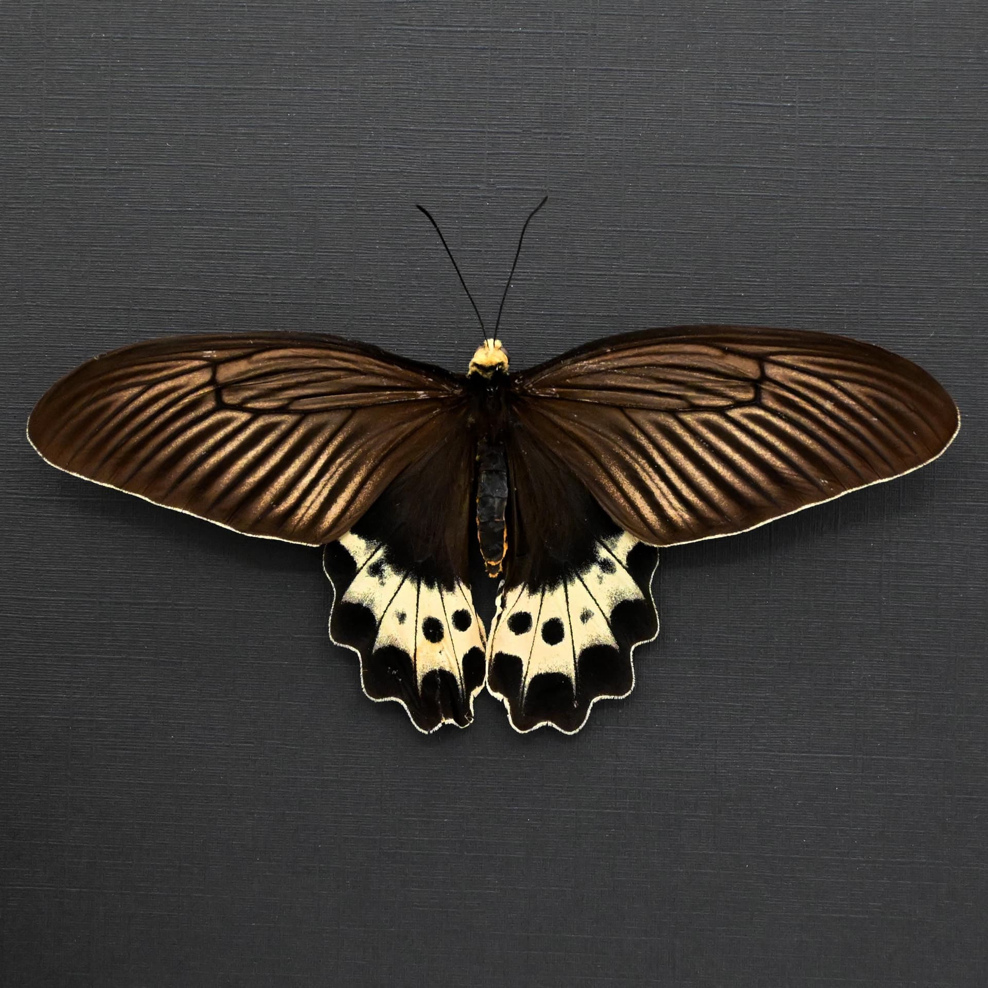 Real White Head Batwing butterfly framed taxidermy - Atrophaneura priapus - female - Victorian mount