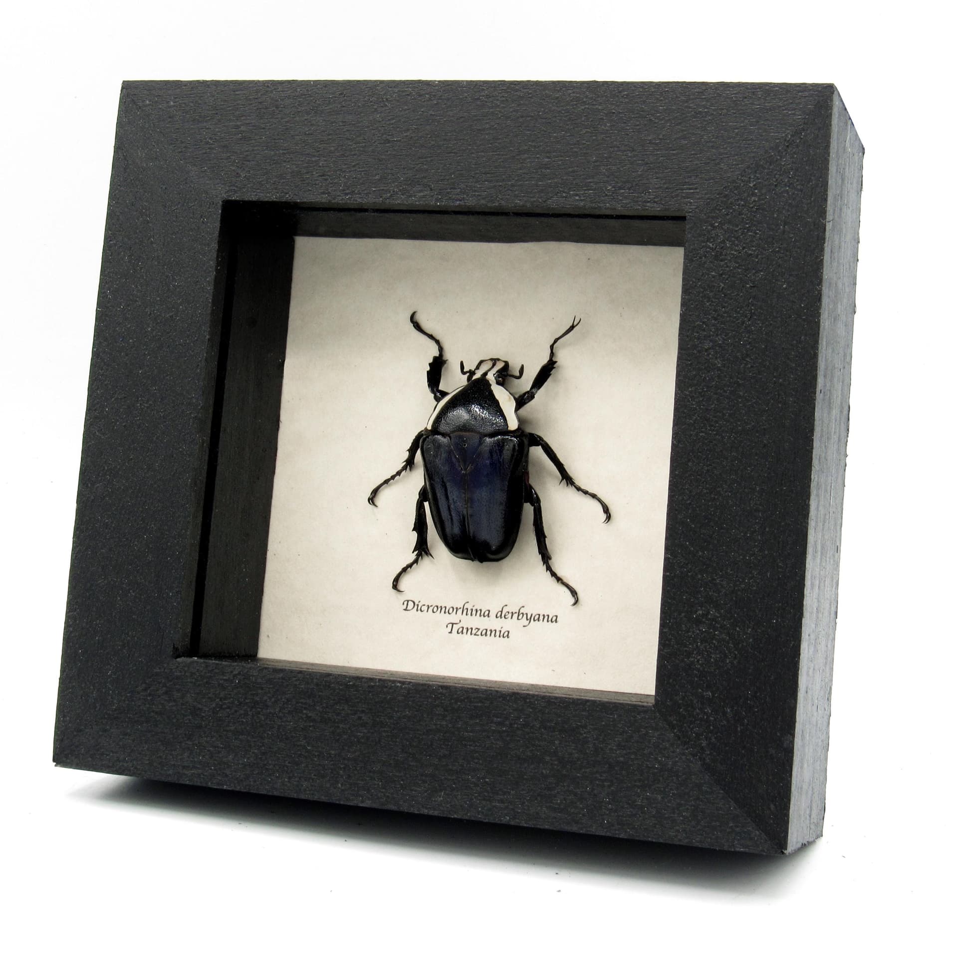 Real Scarab beetle framed taxidermy - Dicronorhina derbyana - female - deep blue form
