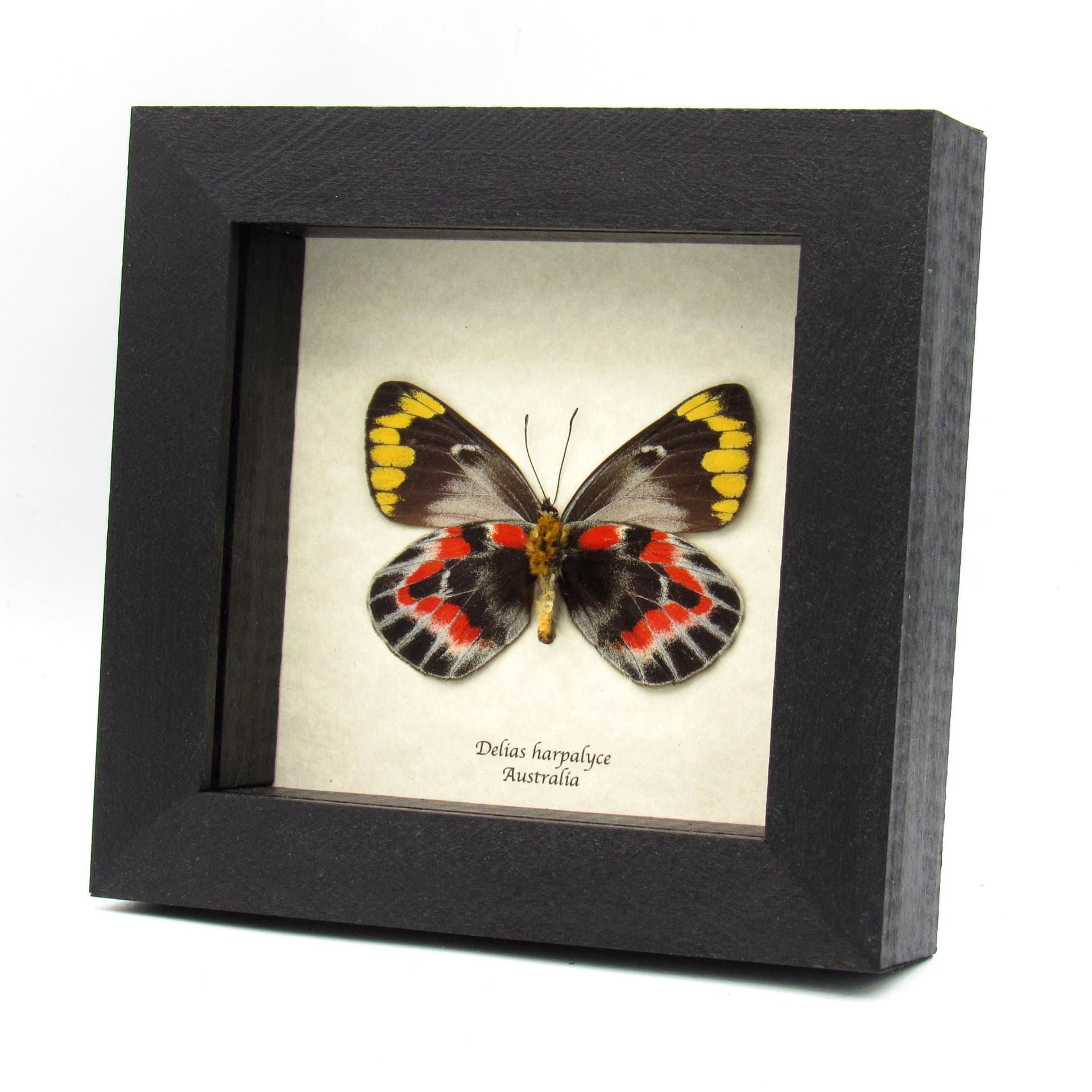 Rare Australian Imperial White butterfly framed specimen - Delias harpalyce - female