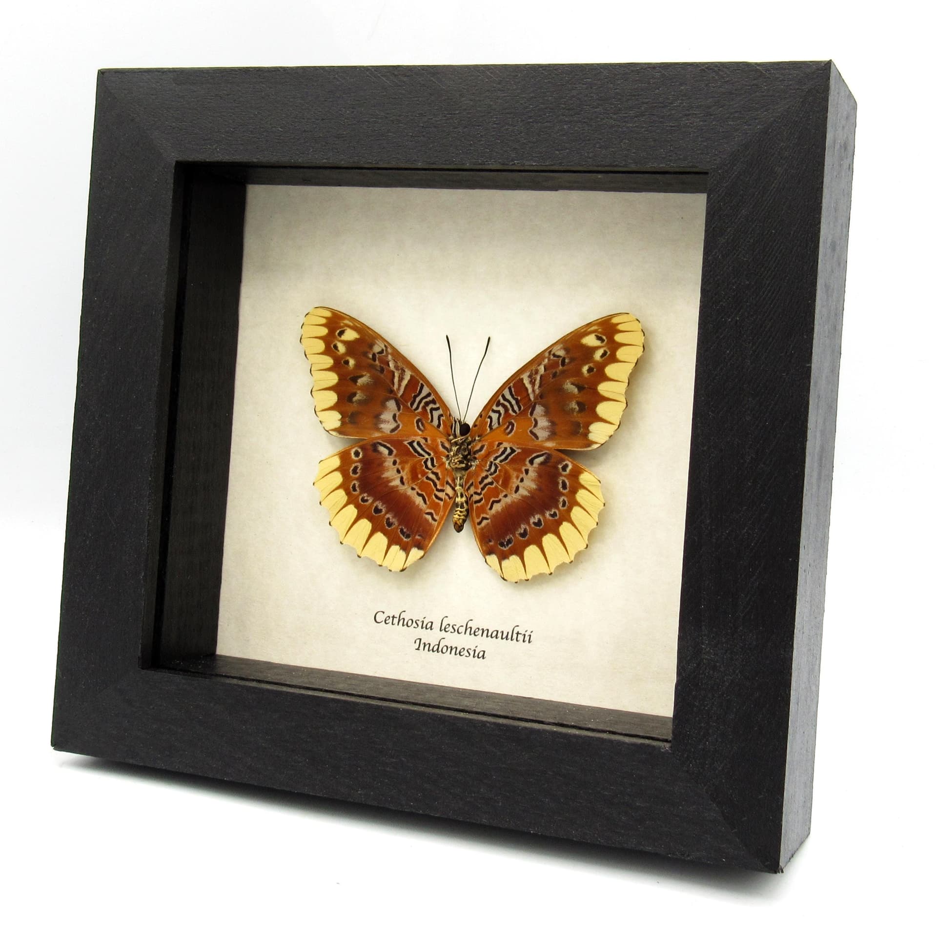 Rare Lacewing butterfly framed taxidermy - Cethosia leschenaultii - large female