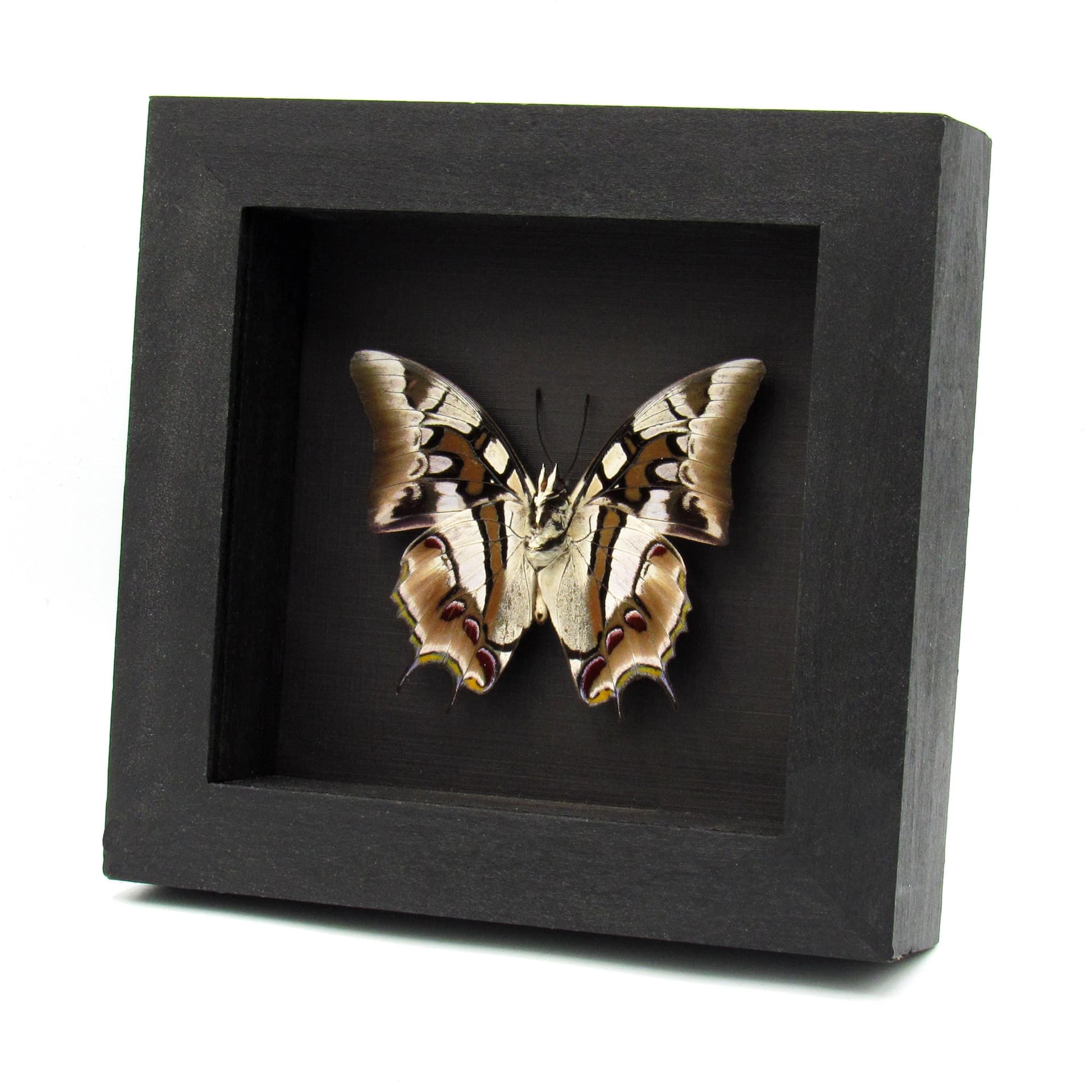 Real Sulawesi Blue Nawab butterfly framed taxidermy - Polyura cognatus - large female