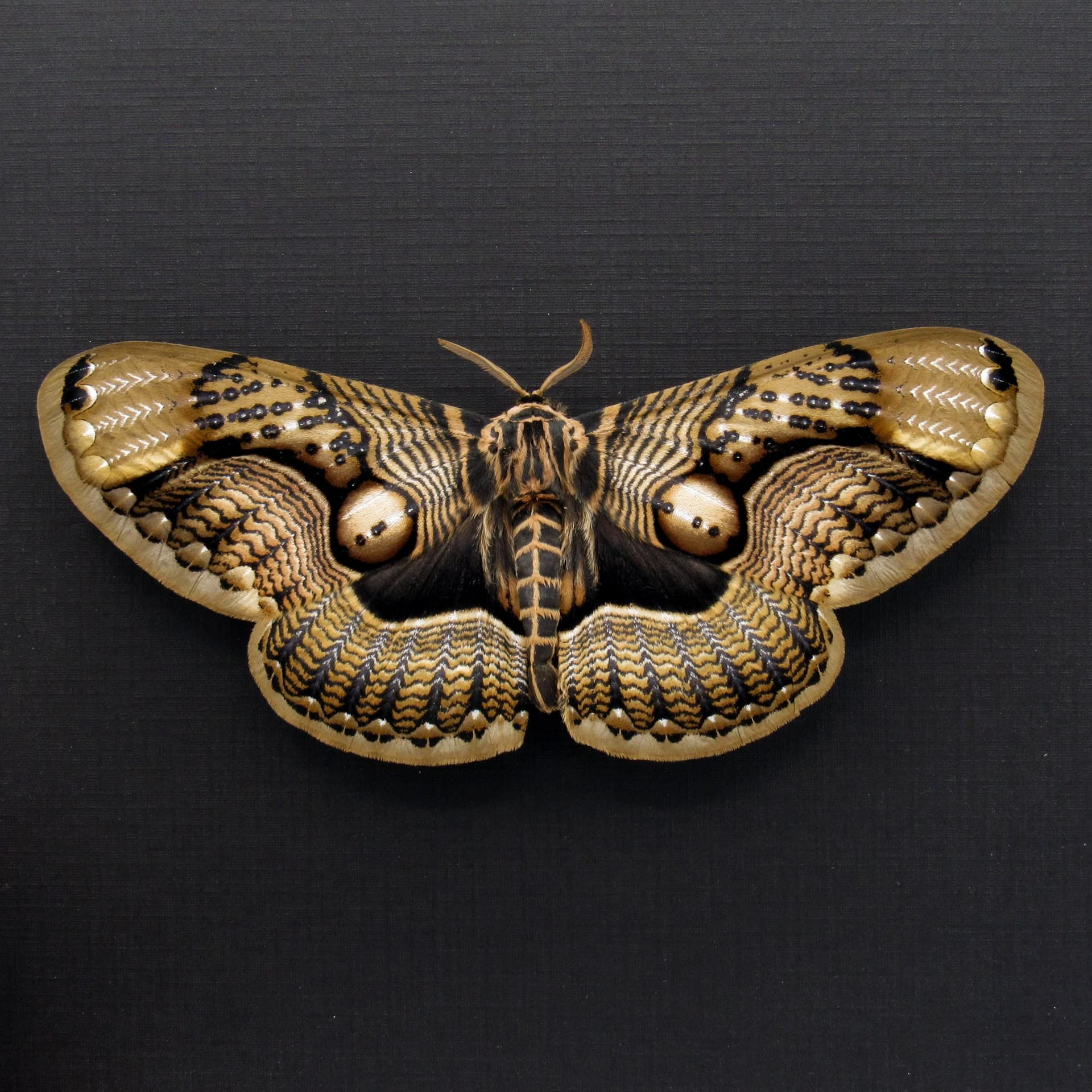 Large Brahmin moth framed taxidermy - Brahmaea wallichii - female - Victorian mount
