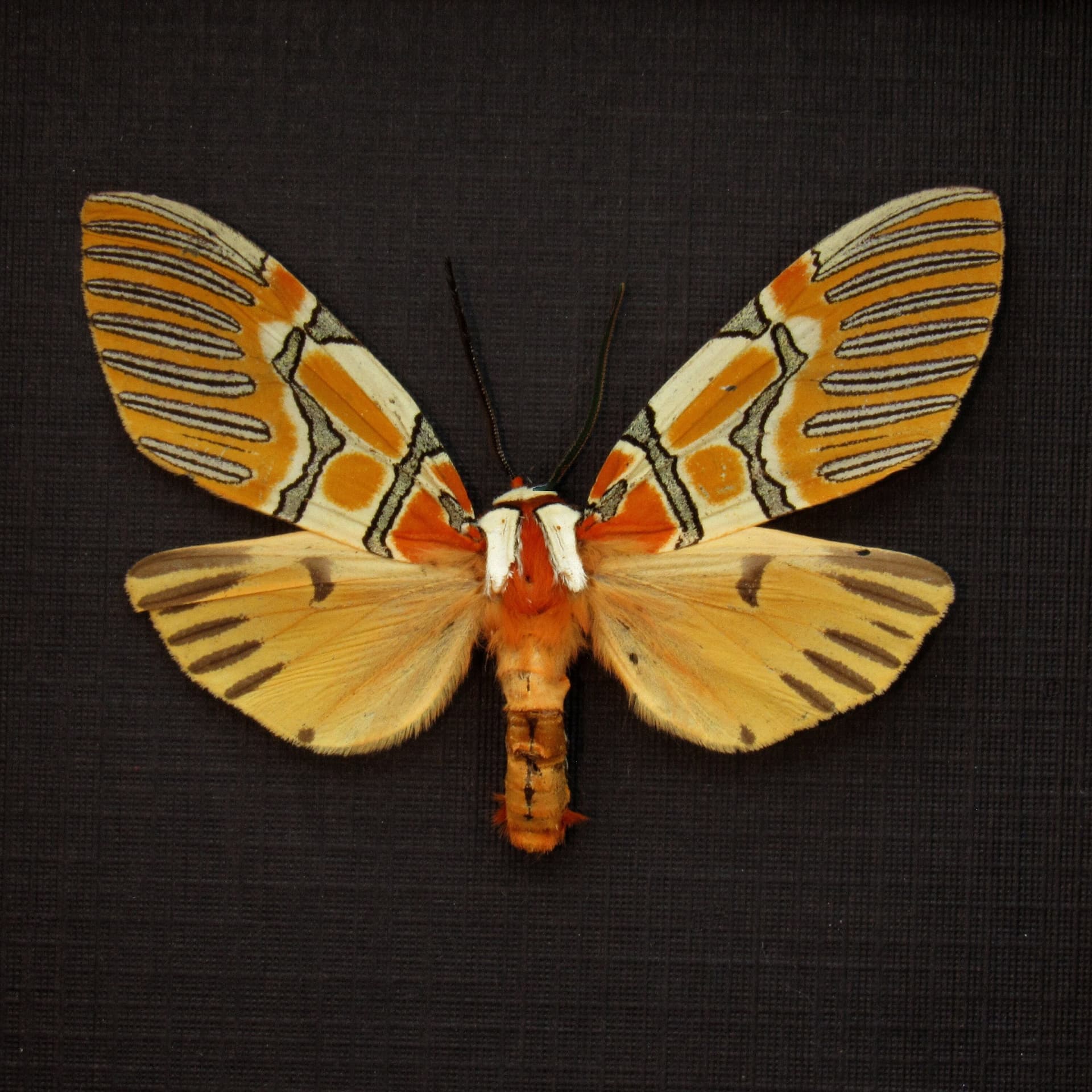 Rare Decorated Beauty moth framed taxidermy - Anaxita decorata