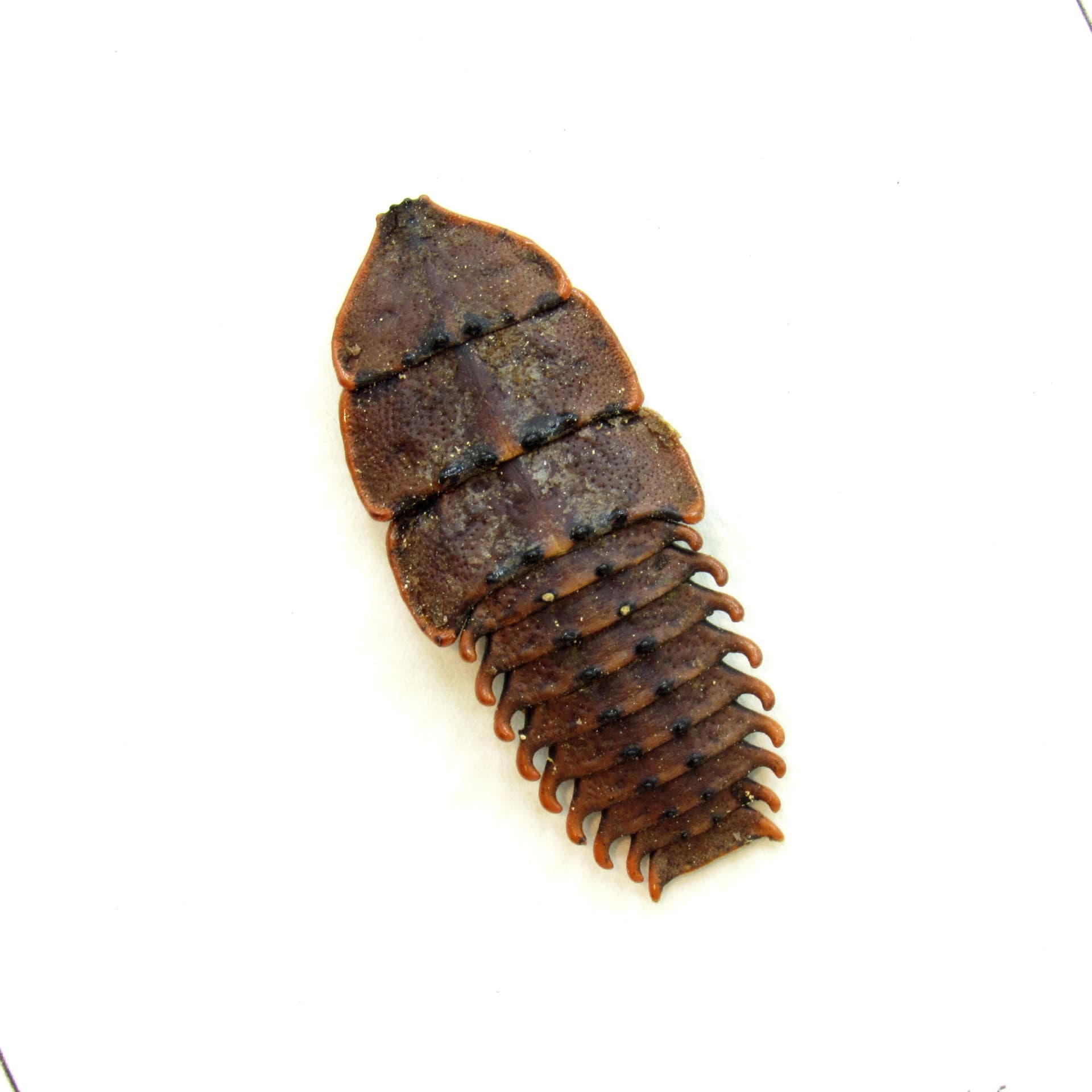 Real Trilobite beetle framed taxidermy - Duliticola species
