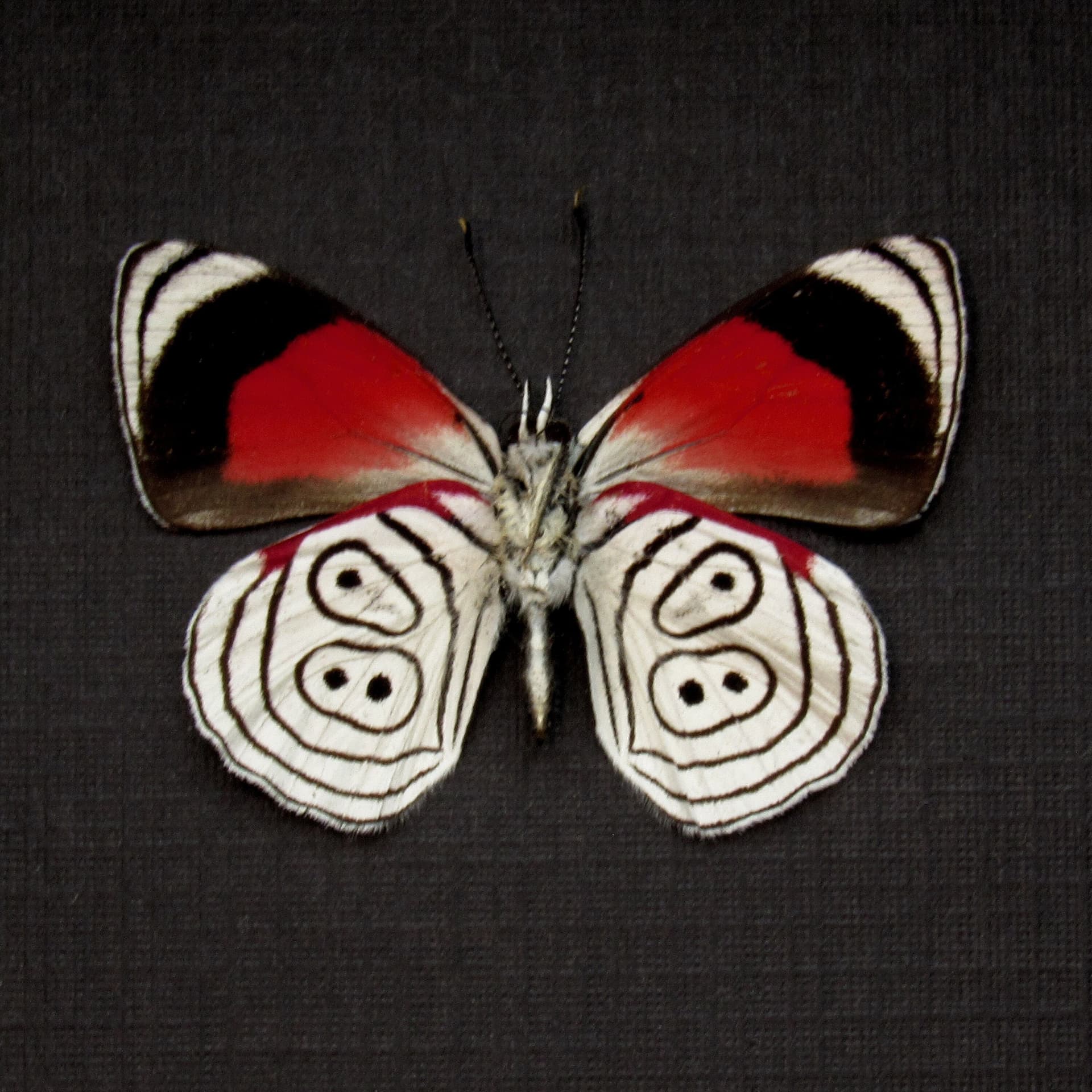 Real Cramer's 88 Butterfly framed taxidermy - Diaethria clymena