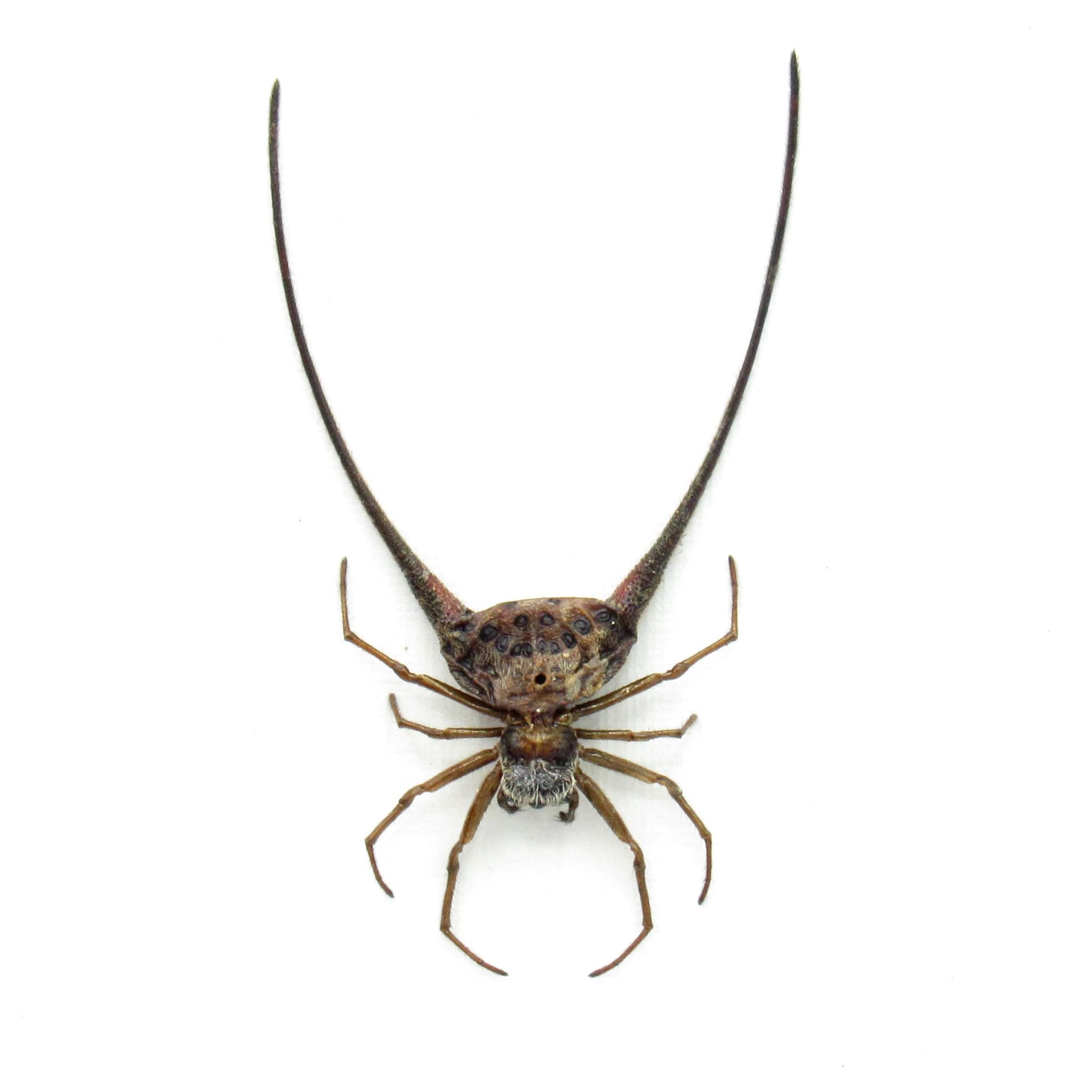 Real Orb Weaver Spider framed taxidermy - Gasteracantha arcuata