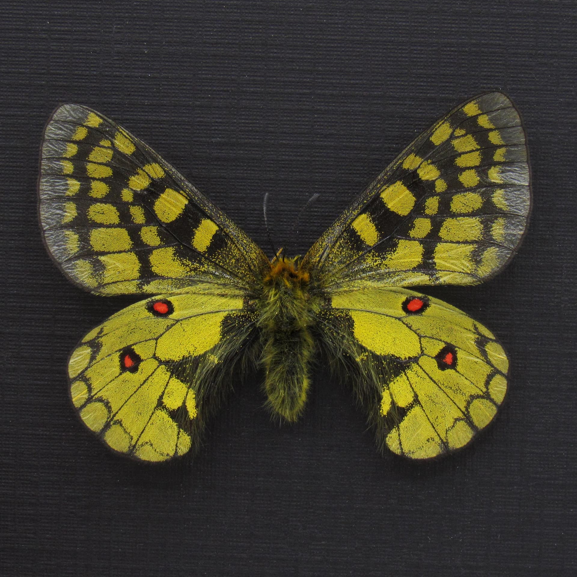 Rare yellow butterfly framed taxidermy - Parnassius eversmanni septentrionalis - female