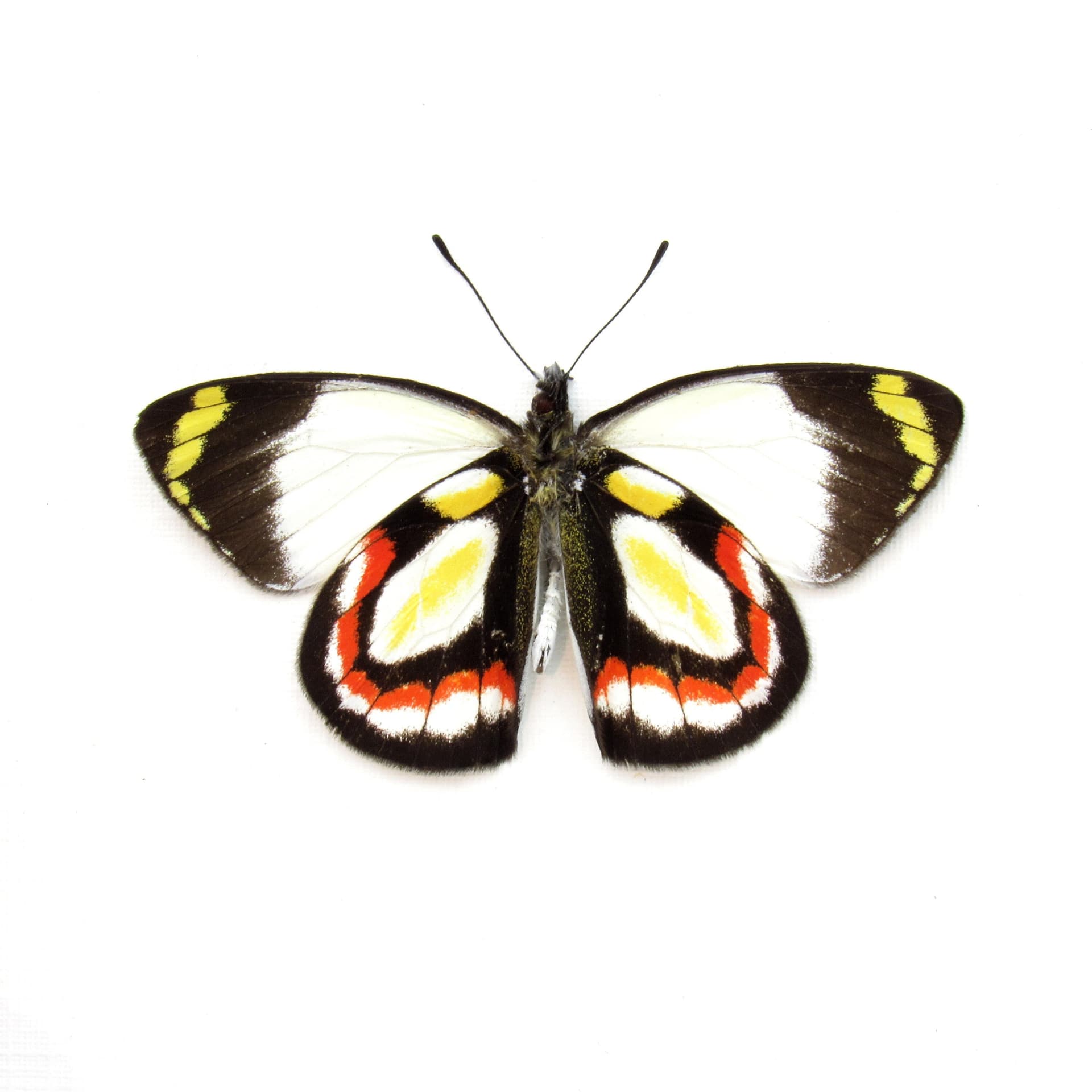 Rare Delias butterfly framed taxidermy - Delias bakeri - Victorian mount