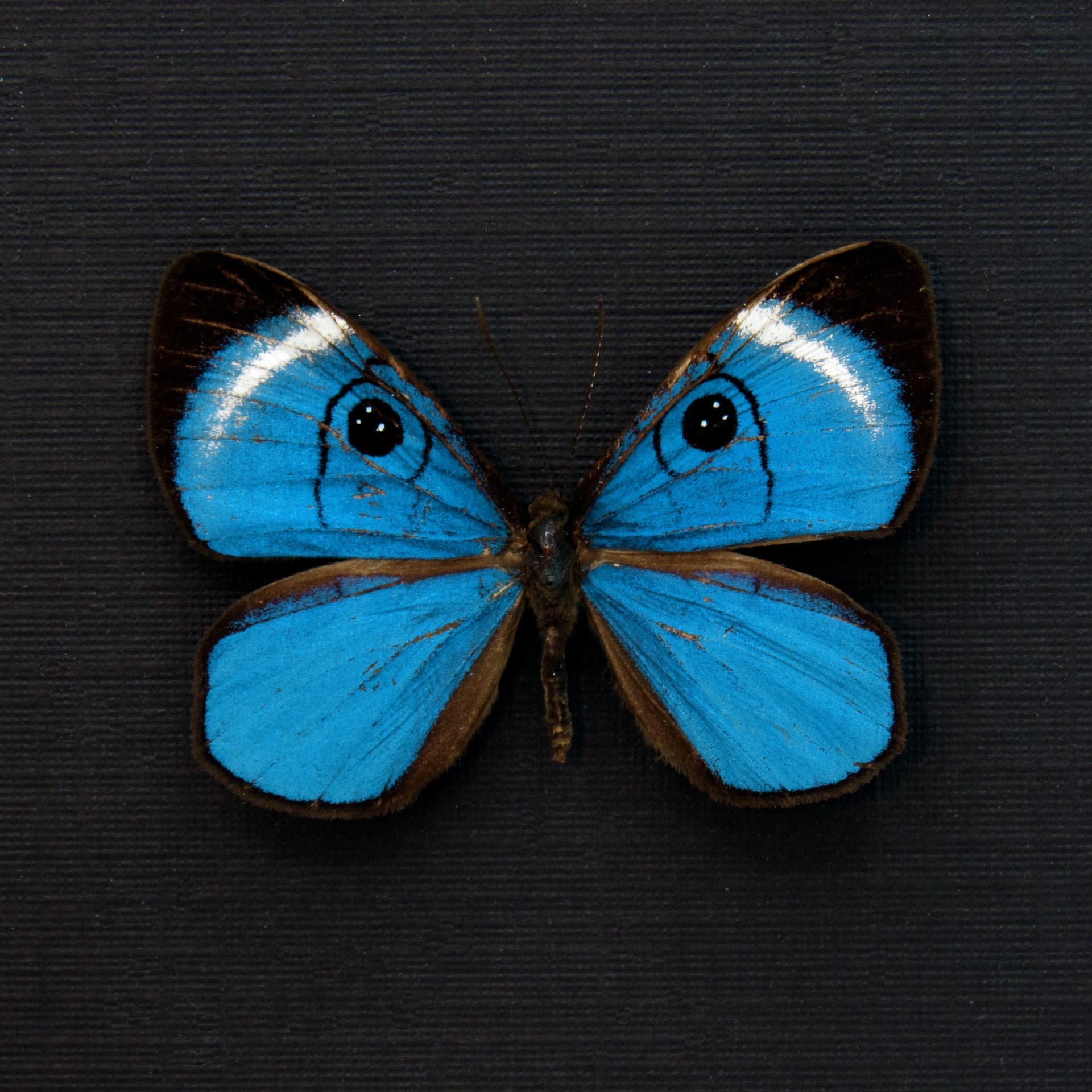 Rare metallic blue Metalmark butterfly framed taxidermy - Mesosemia loruhama