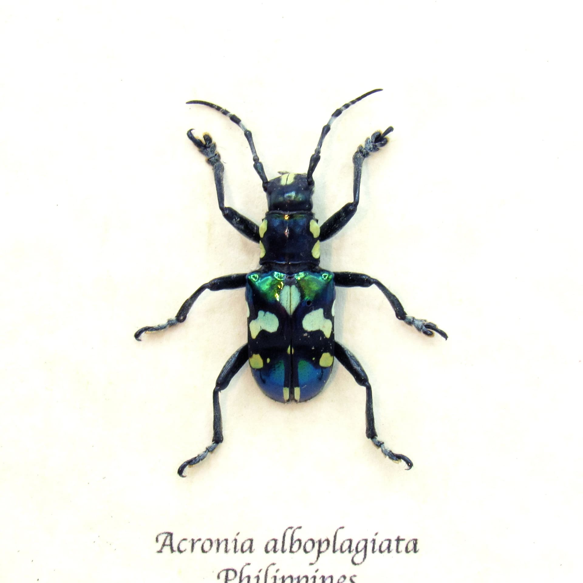 Real iridescent green Longhorn beetle framed taxidermy - Acronia alboplagiata