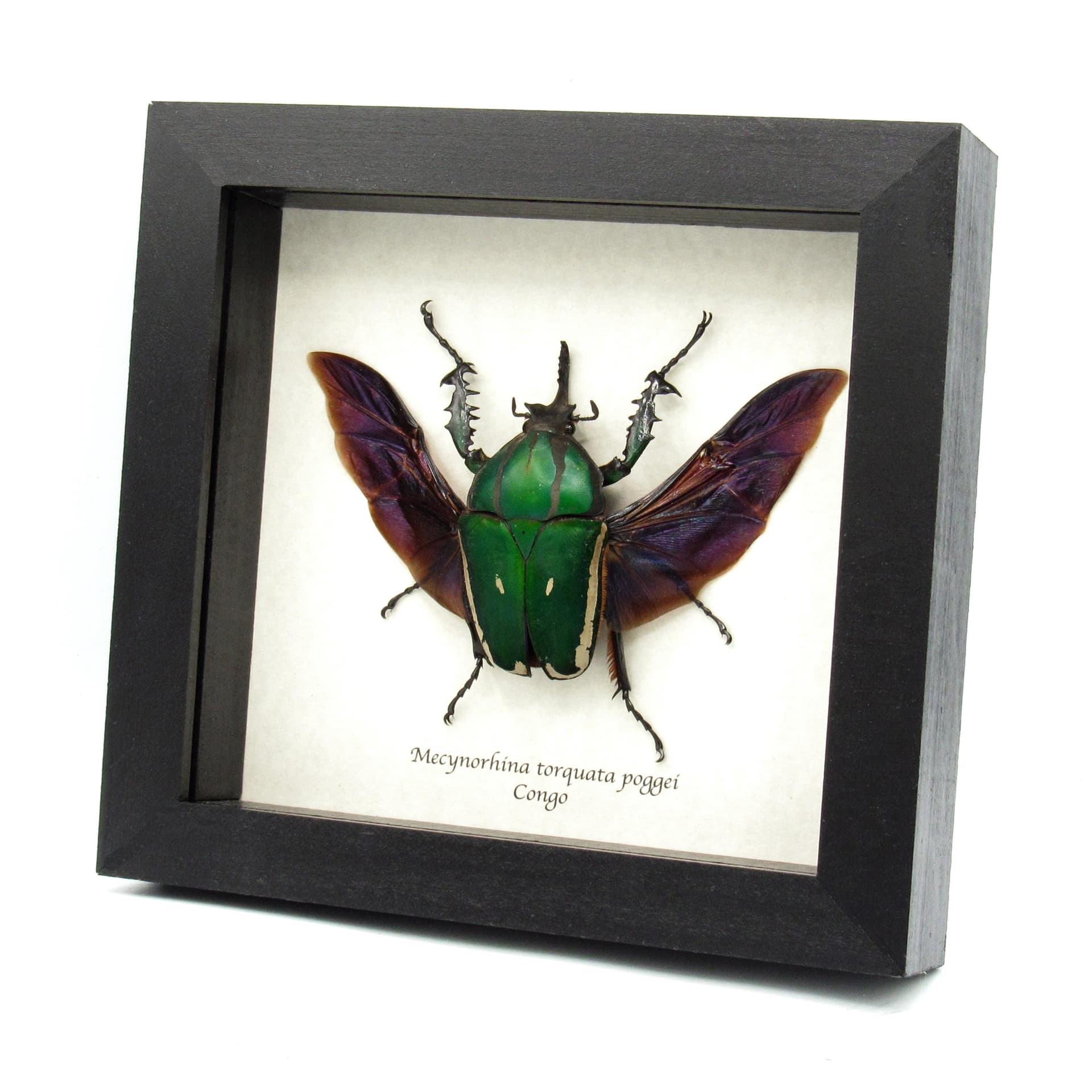 Real XL flower beetle framed taxidermy - Mecynorhina torquata poggei