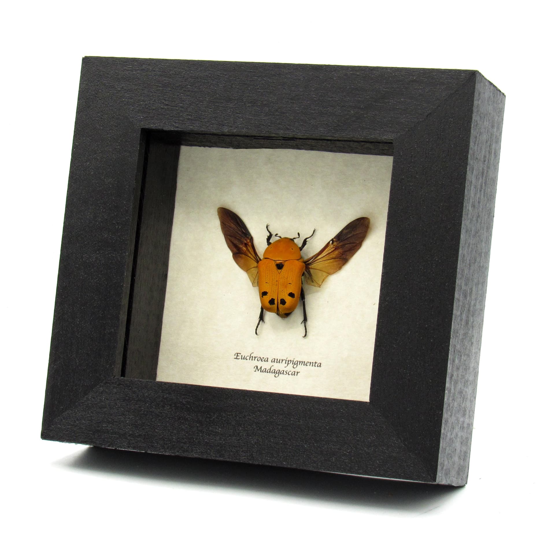 Real African Scarab beetle framed taxidermy - Euchroea auripigmenta